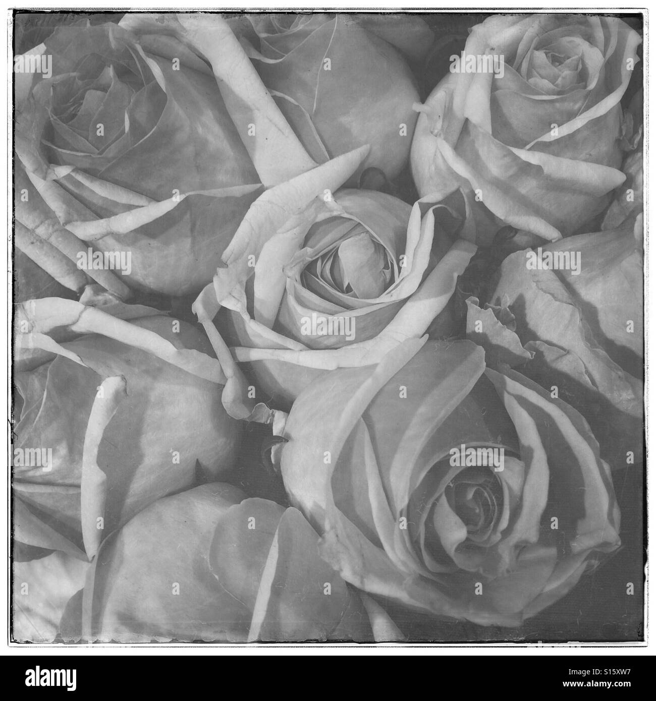Black and white photo of roses. - Smartphone Captured Stock Image