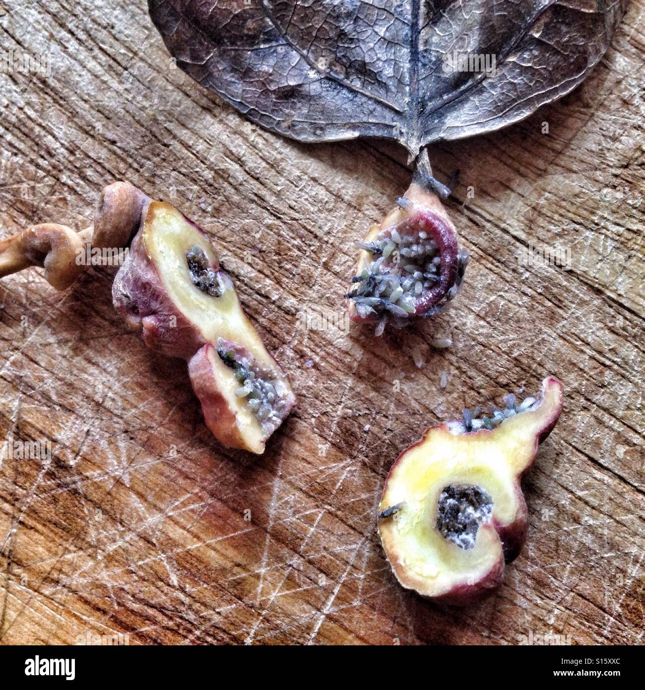 An opened gall of Pemphigus spyrothecae on the stem of a leaf of a cottonwood poplar showing the insects inside - Smartphone Captured Stock Image