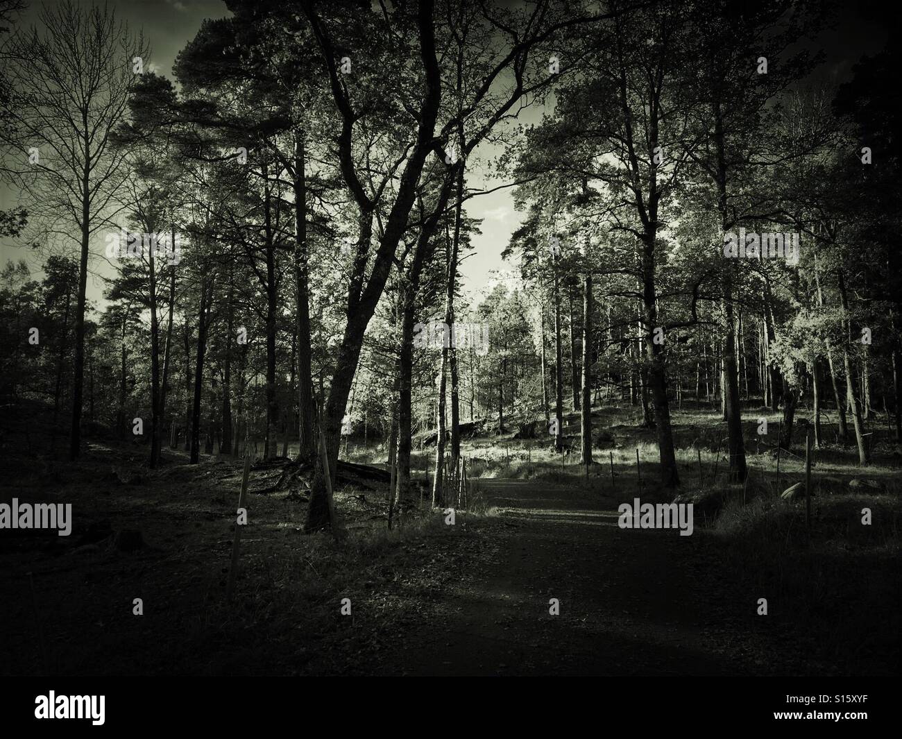 Autumn / Fall woodland forest scene - monochrome - Smartphone Captured Stock Image