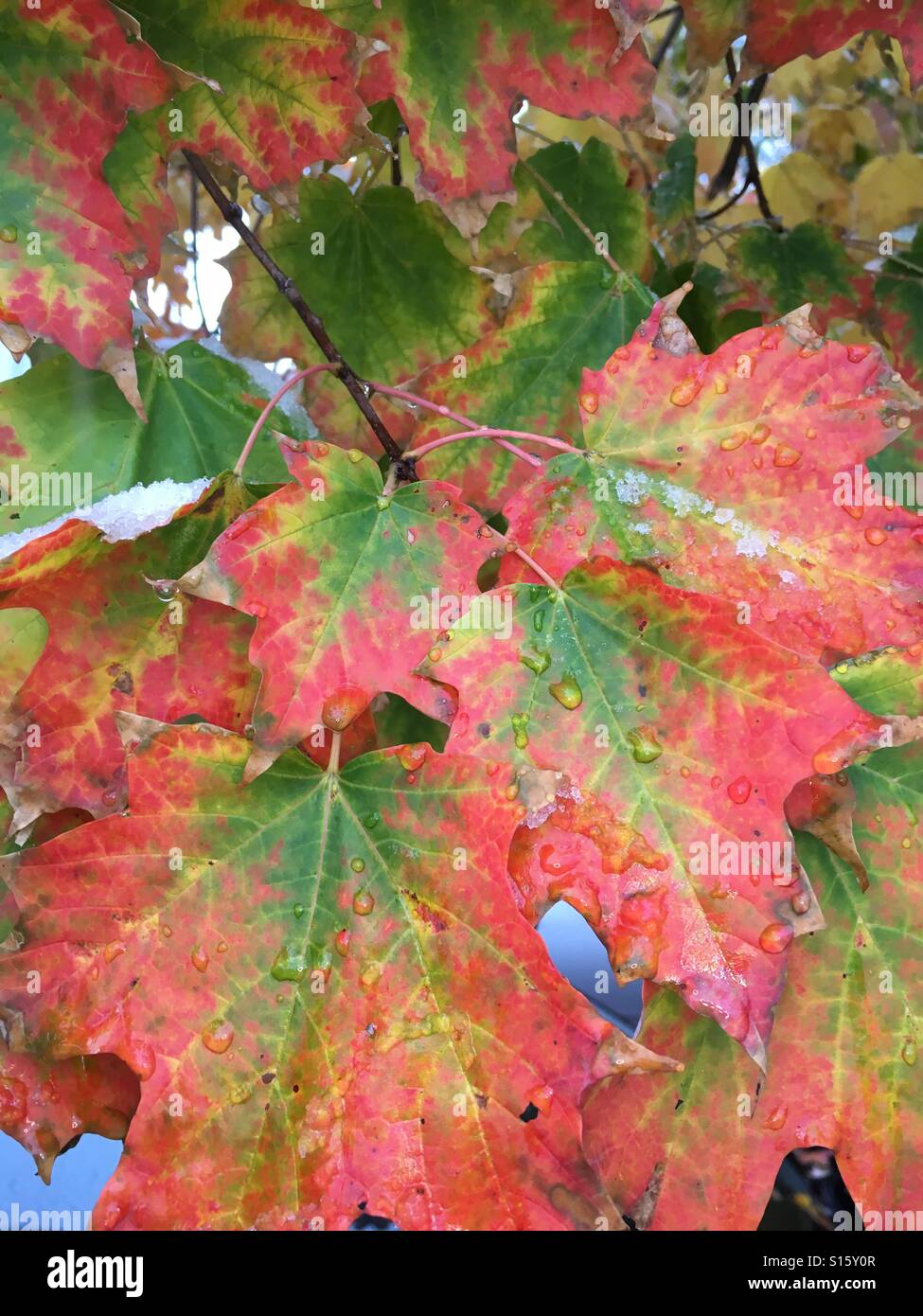 Maple leaves in the fall Stock Photo