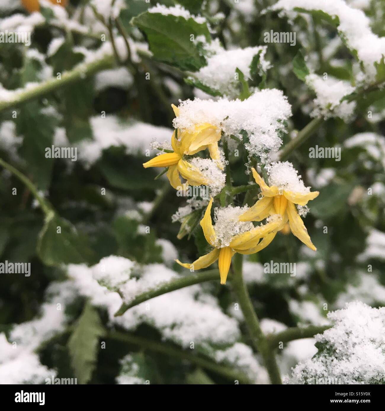 Tomato flowers with snow Stock Photo