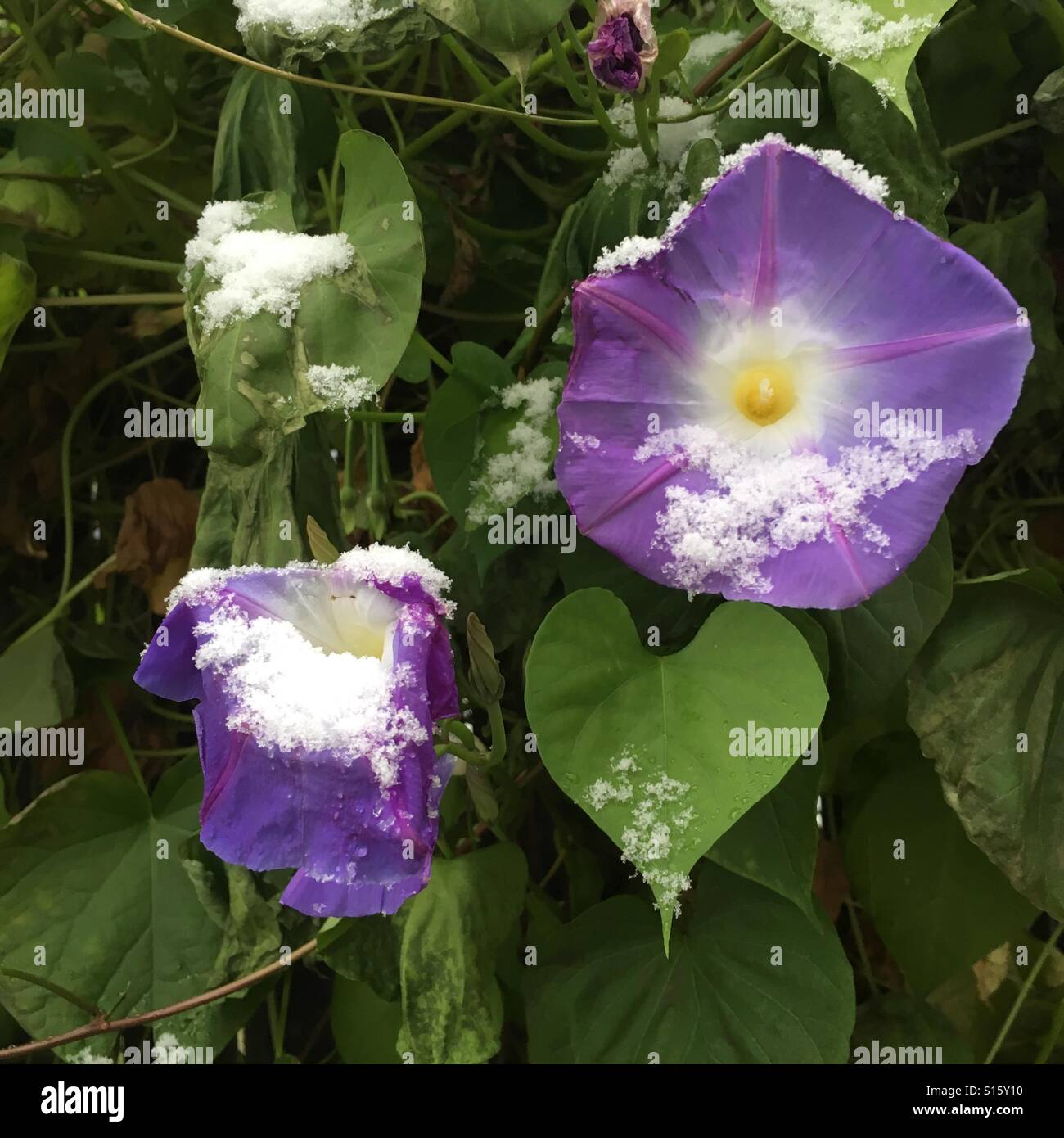 Morning glories with snow Stock Photo