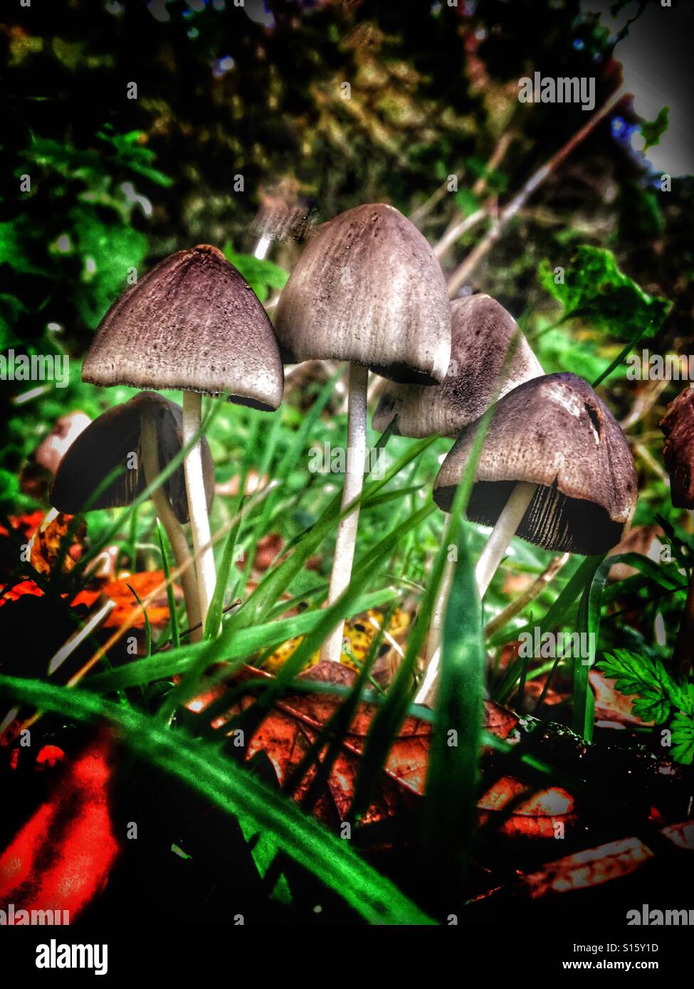 Patterns in Nature - Toadstools among grass in autumn Stock Photo