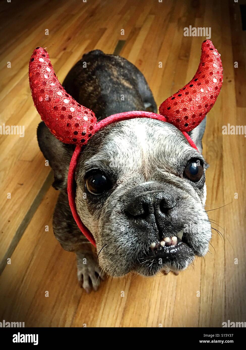 A cute old French bulldog wearing devil horns Stock Photo Alamy