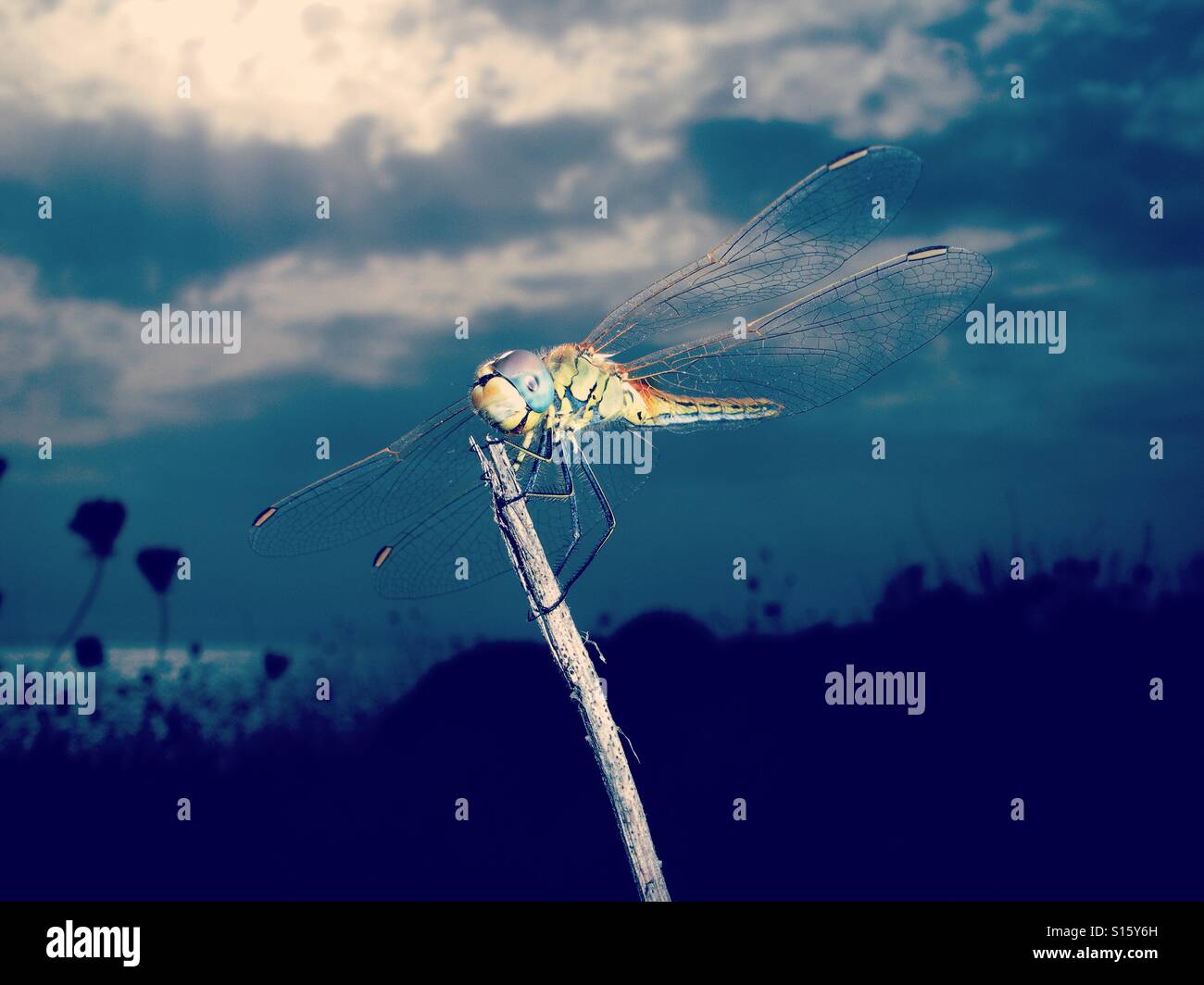 Colorful Dragonfly – Close-Up of a Beautiful Insect in Nature - Smartphone Captured Stock Image
