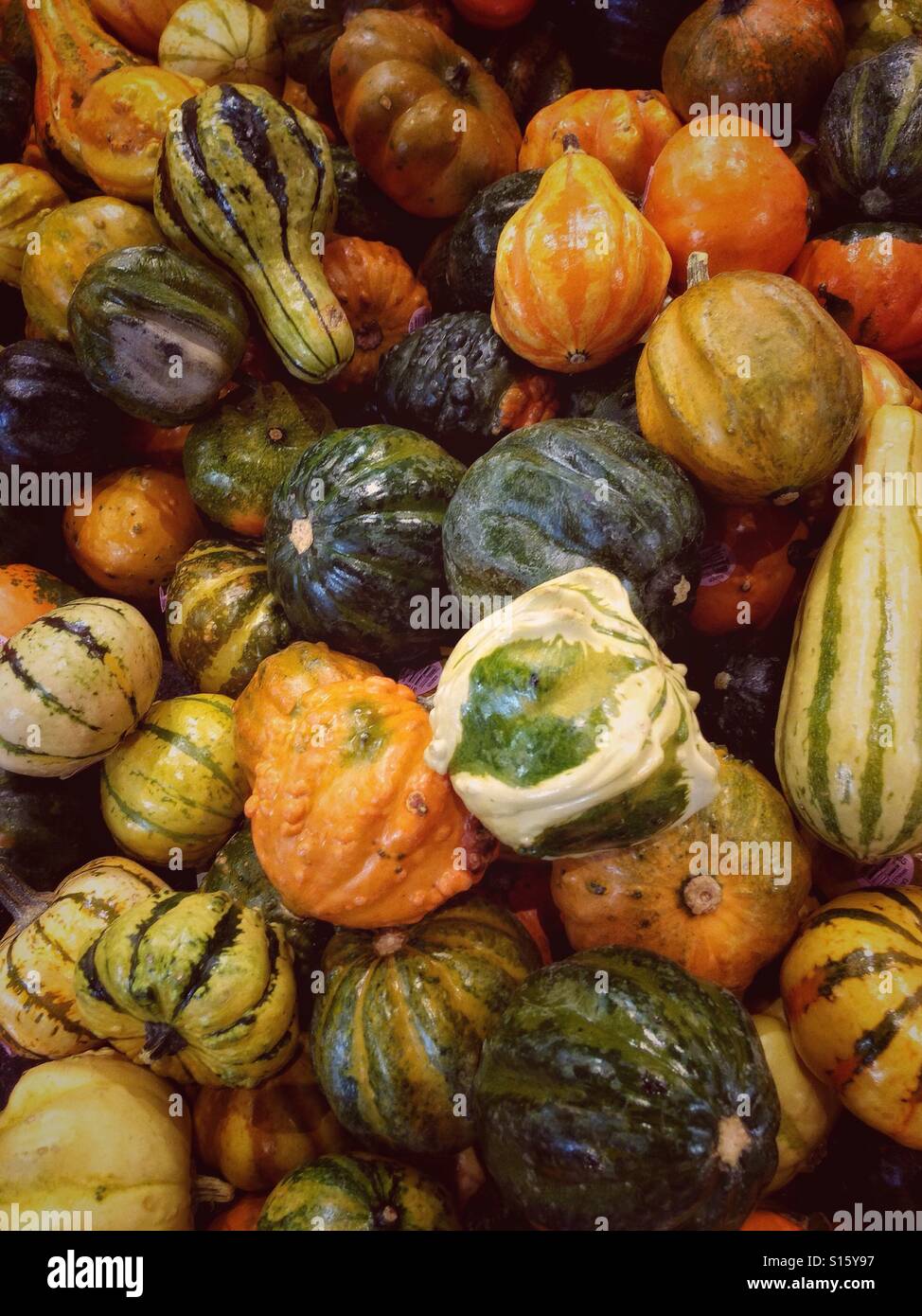 Pile of mixed gourds. - Smartphone Captured Stock Image