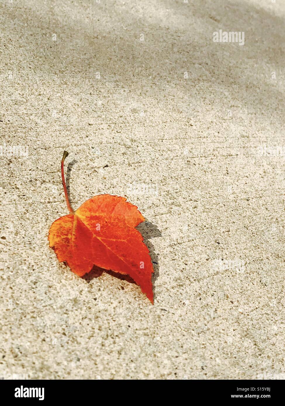 Leaf - Smartphone Captured Stock Image