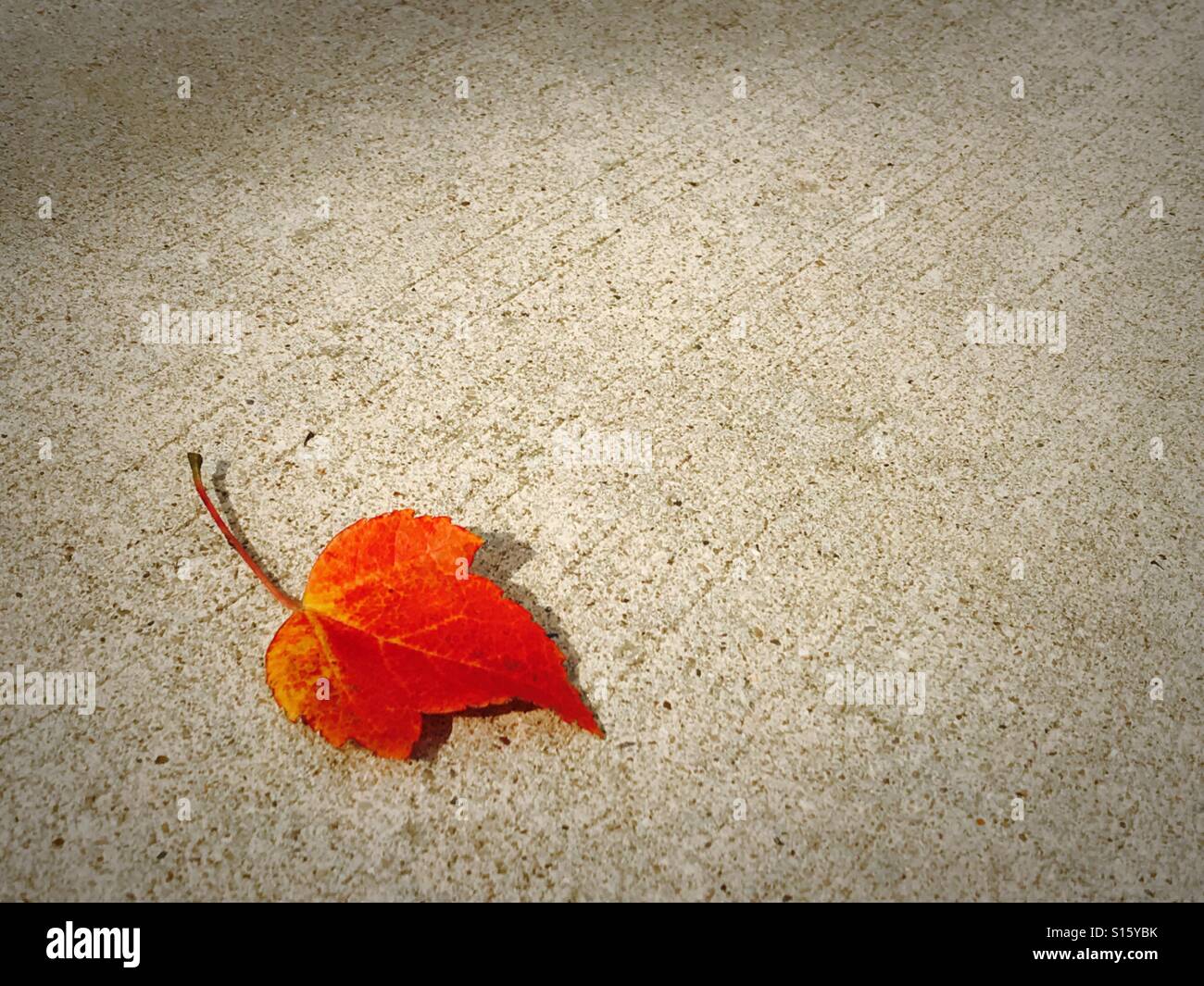 Leaf - Smartphone Captured Stock Image