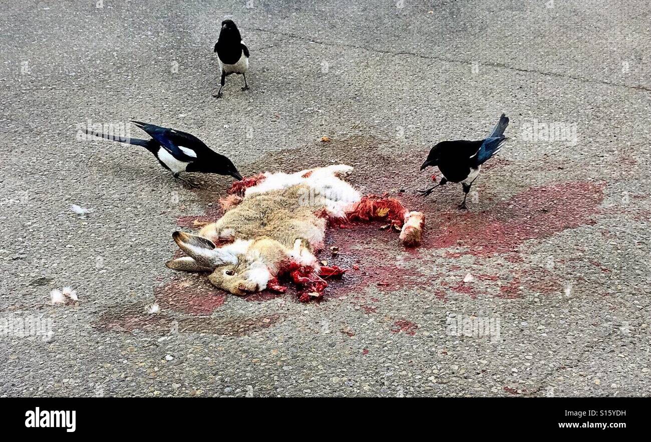 Magpies feast on the carcass of a freshly road-killed hare. - Smartphone Captured Stock Image