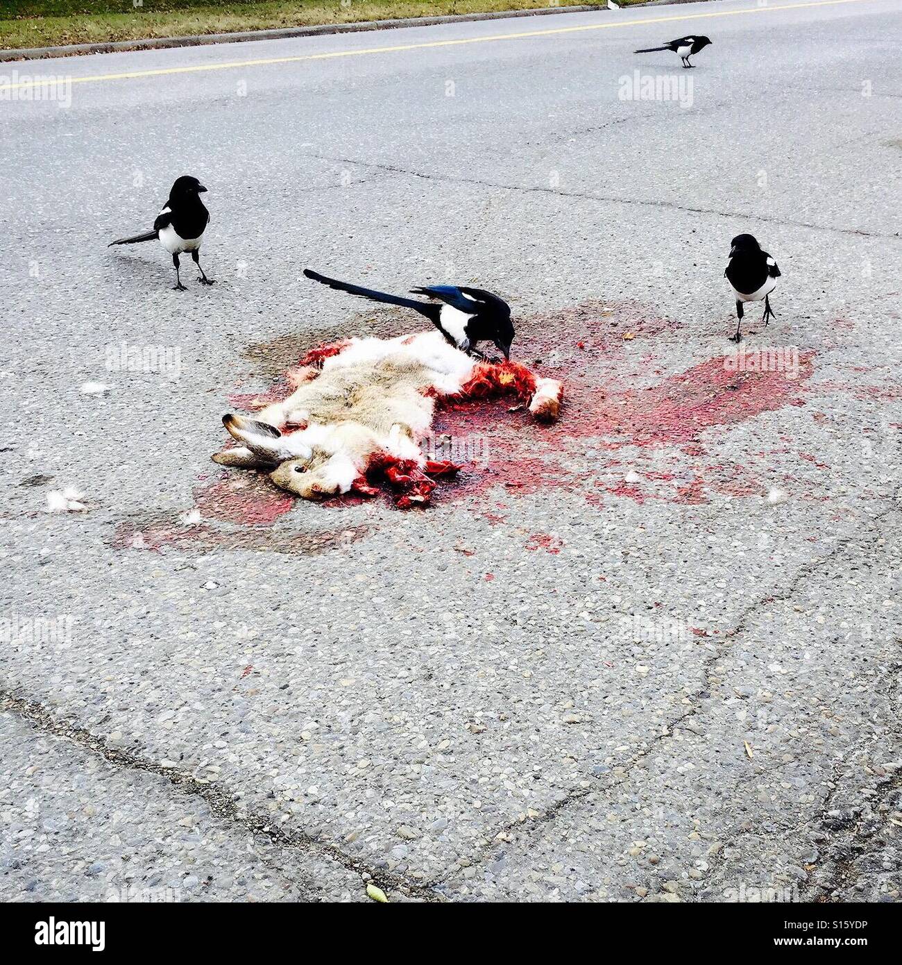 Magpies feast on the carcass of a freshly road-killed hare. - Smartphone Captured Stock Image