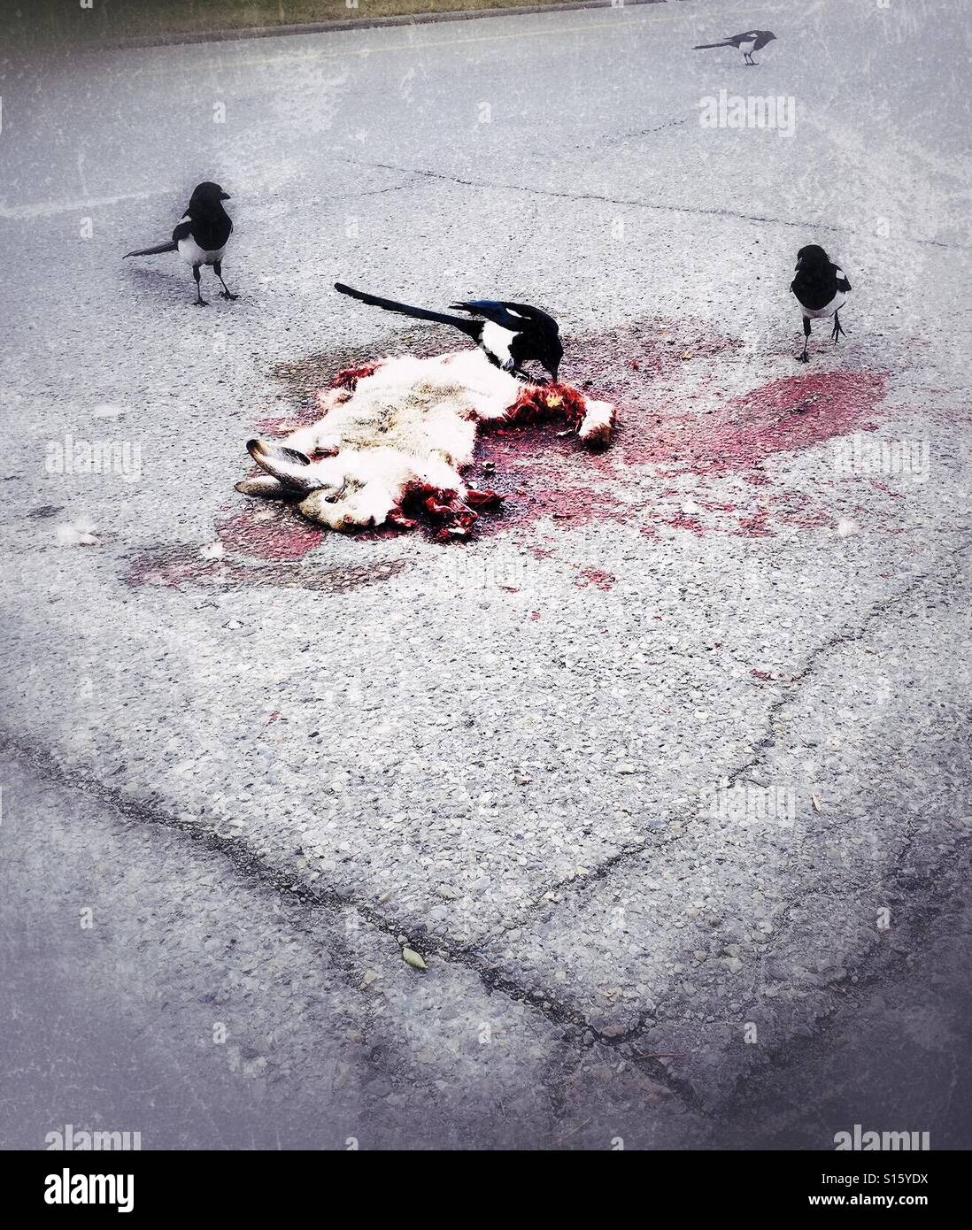 Magpies feast on the carcass of a freshly road-killed hare. Stock Photo