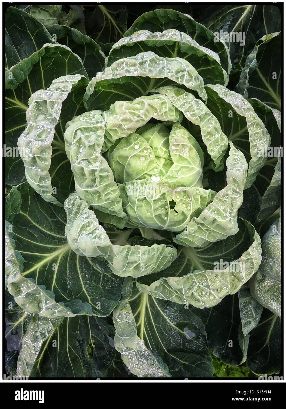 Brussels sprouts growing in field Stock Photo Alamy