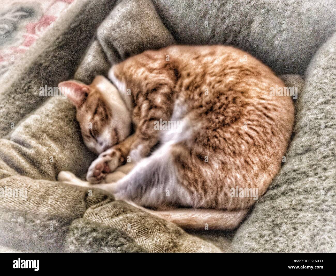 Ginger cat fast asleep in a dog's bed - Smartphone Captured Stock Image