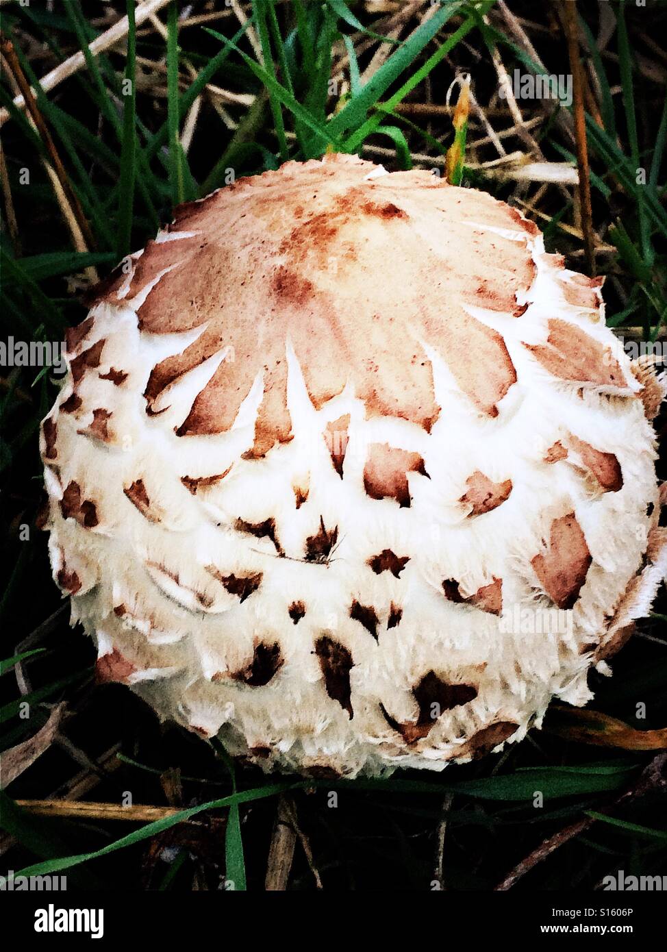 Giant toadstool in the wild Stock Photo