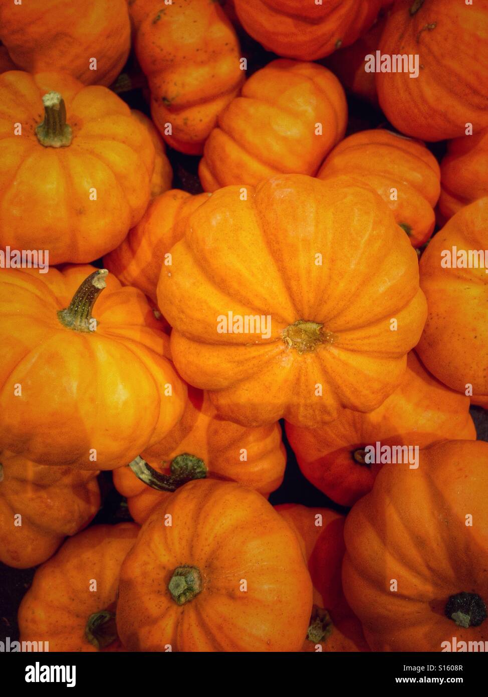 Pile of mini-pumpkins. - Smartphone Captured Stock Image