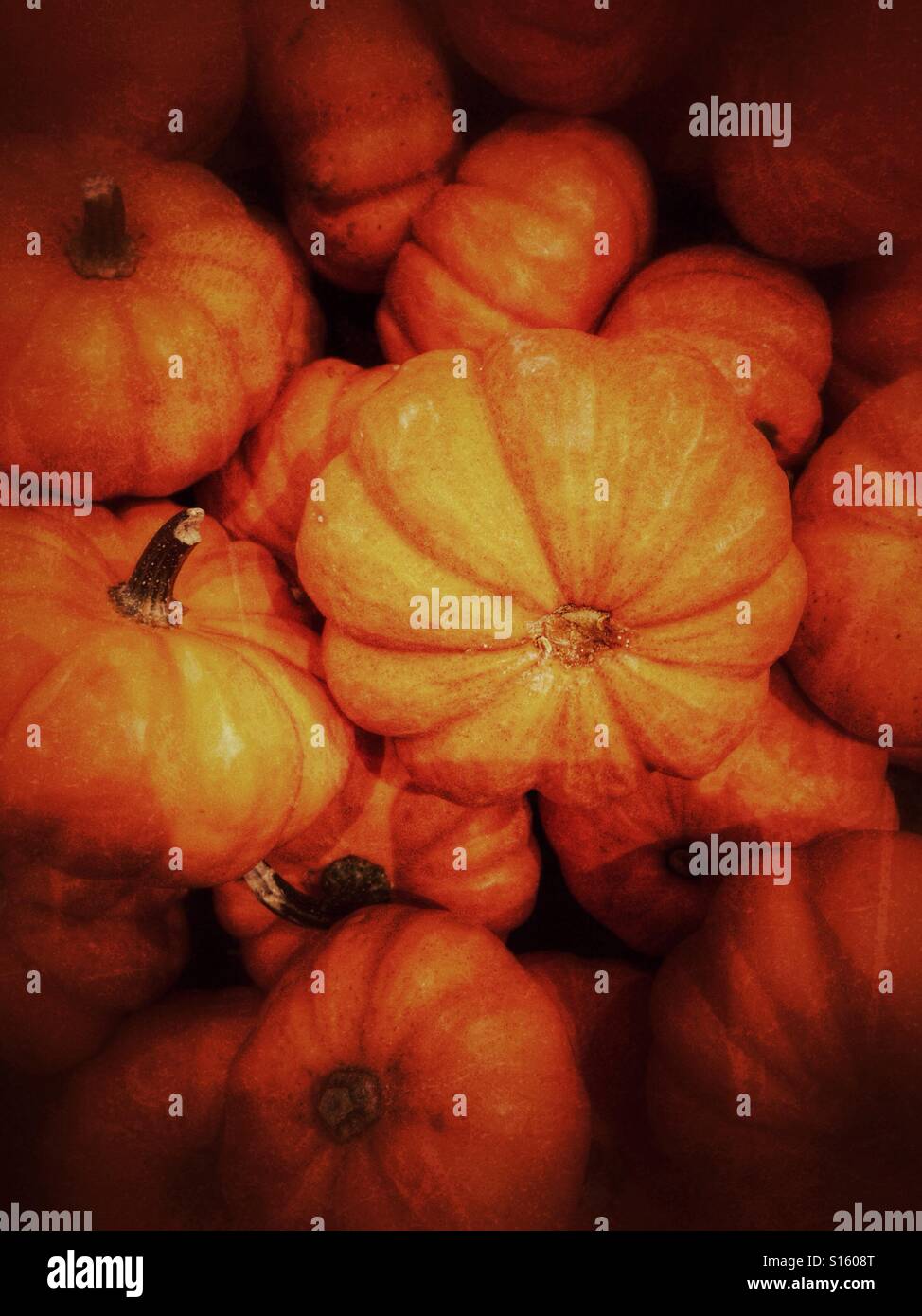 Pile of mini pumpkins. - Smartphone Captured Stock Image