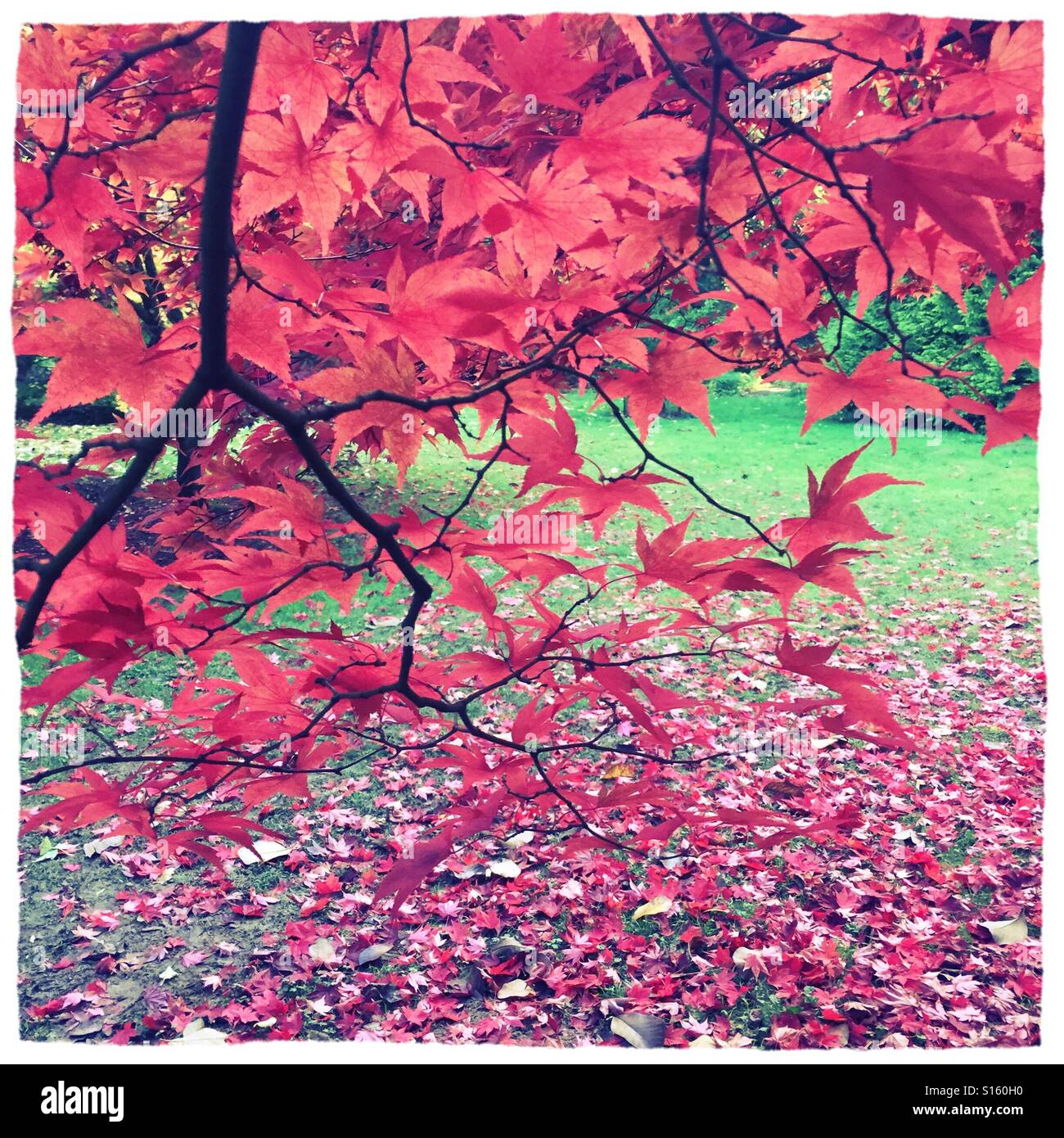 Japanese Red Maple tree Stock Photo - Alamy