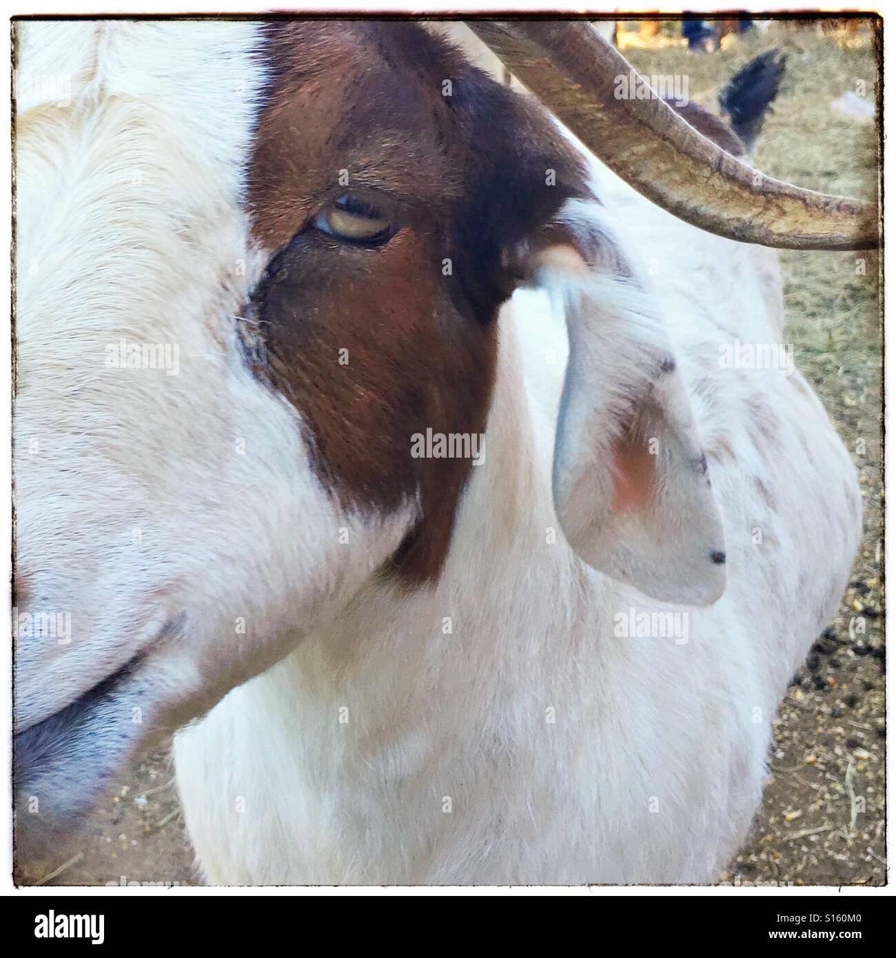Good looking goat hi-res stock photography and images - Alamy