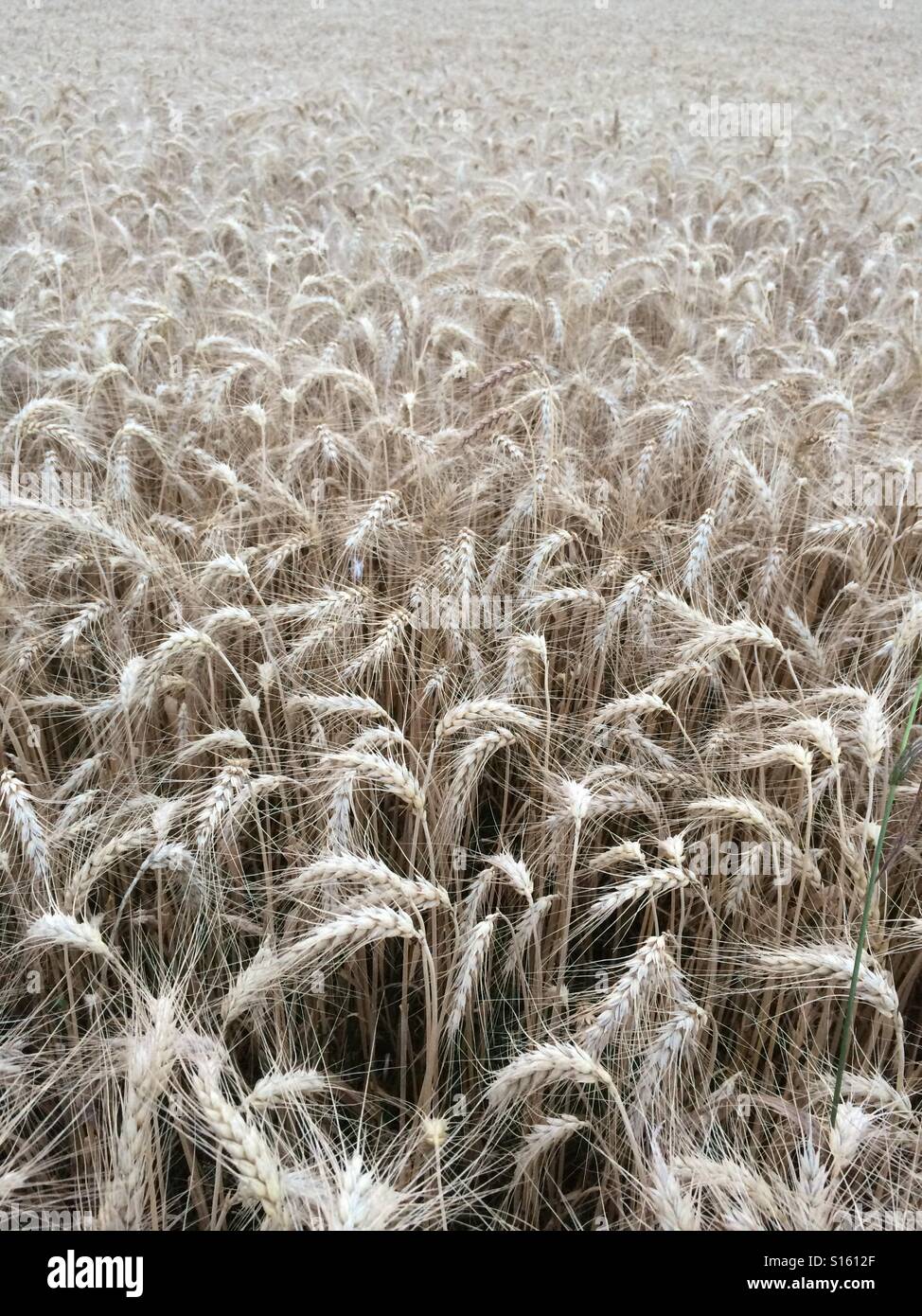 Organic wheat crops in Switzerland Stock Photo