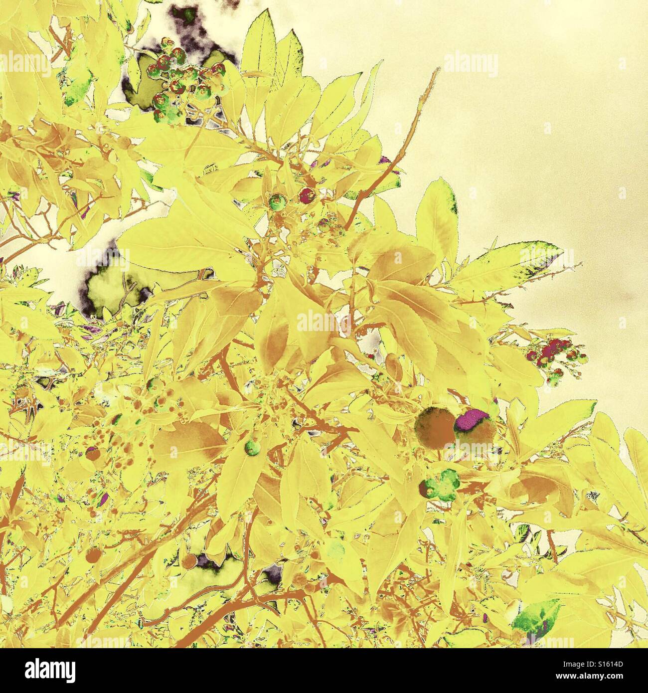 The Red Bay tree Stock Photo Alamy