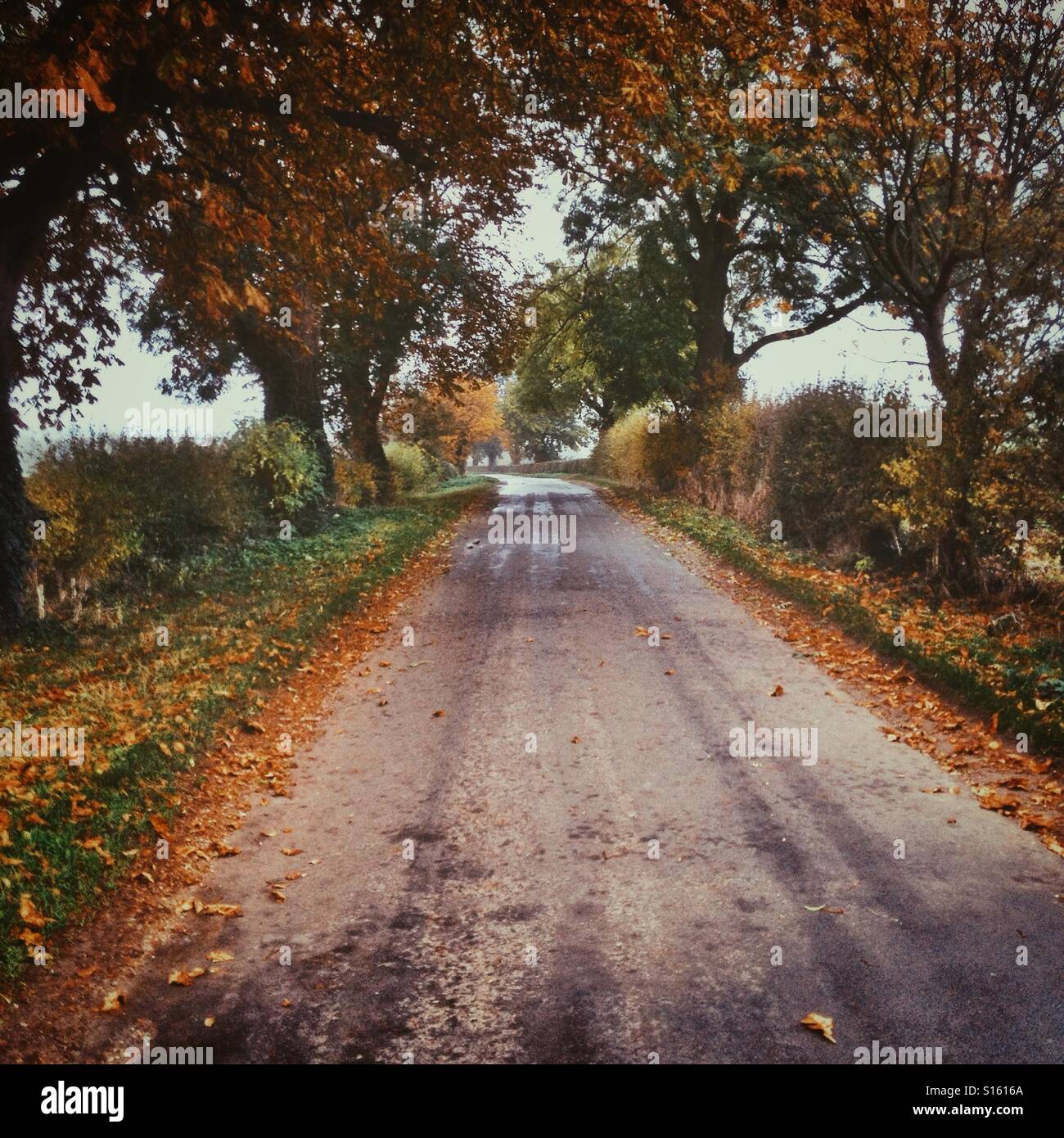 Country road lined by autumnal trees. - Smartphone Captured Stock Image