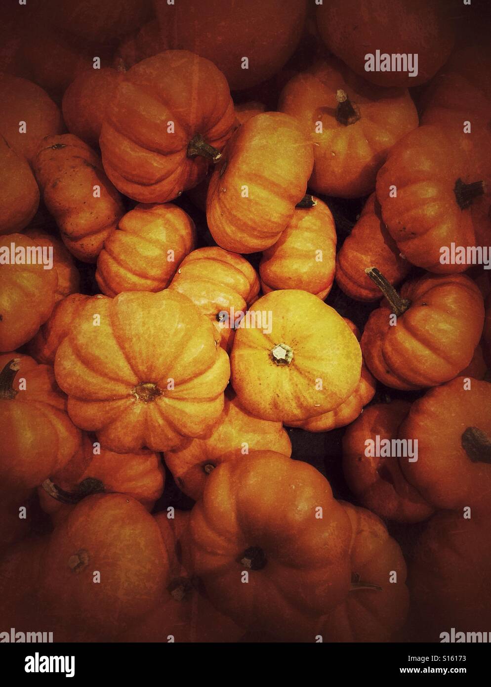 Pile of mini-pumpkins. - Smartphone Captured Stock Image