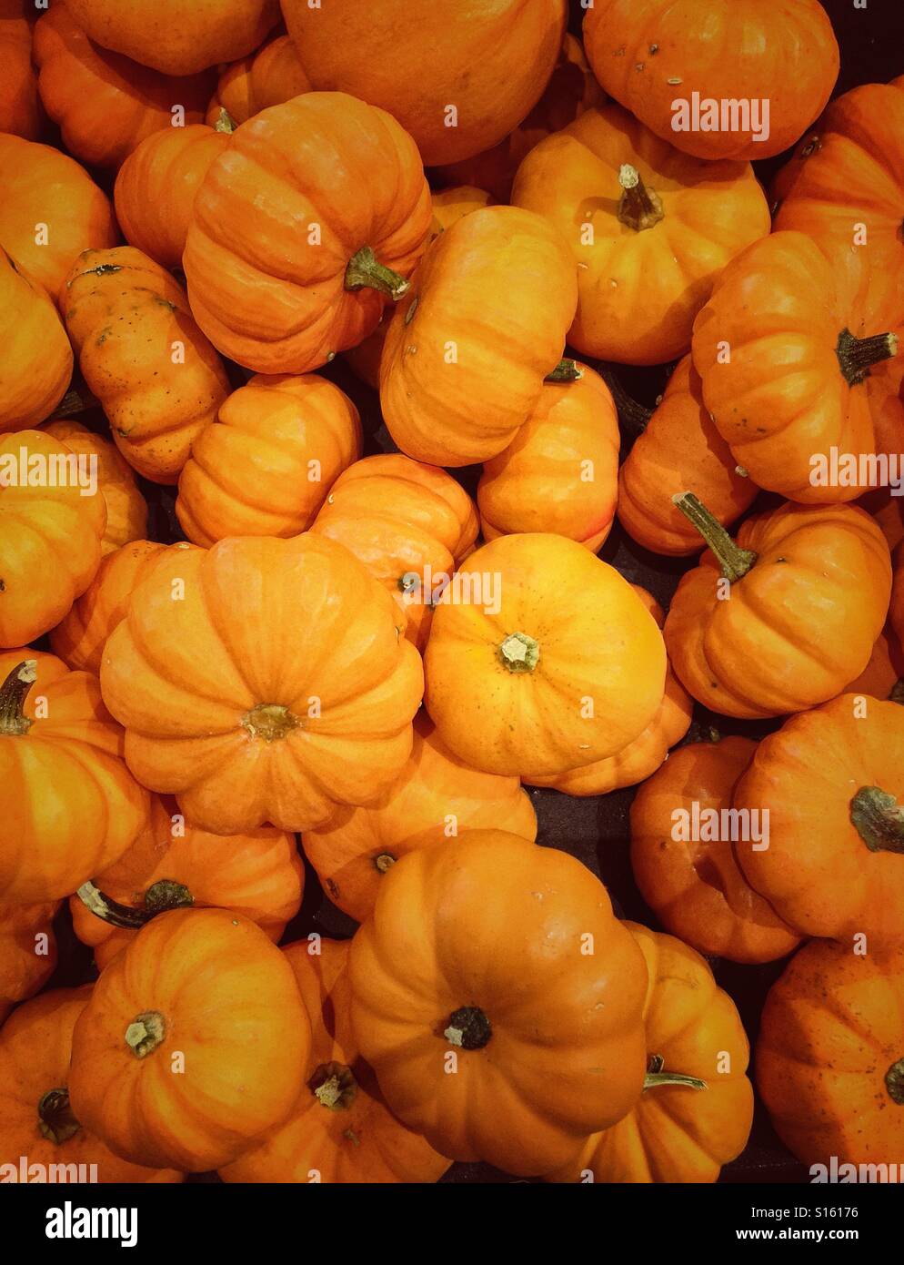 Pile of mini pumpkins. - Smartphone Captured Stock Image