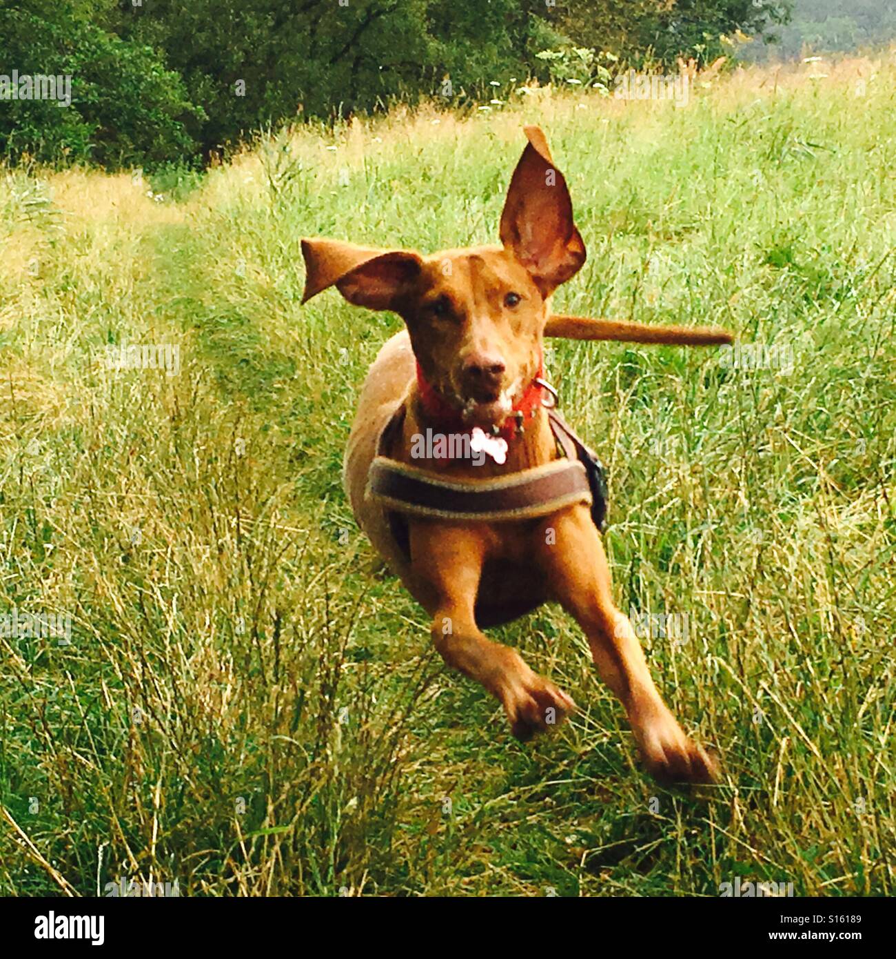 Dog jumping through grass hires stock photography and images Alamy