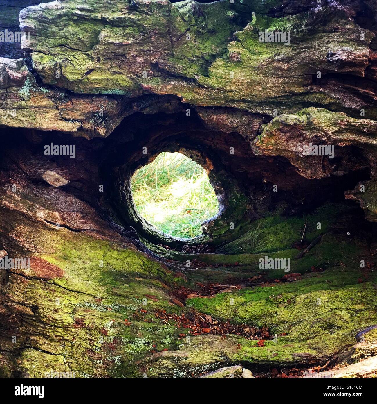 View through a hole in a fallen tree stump. - Smartphone Captured Stock Image