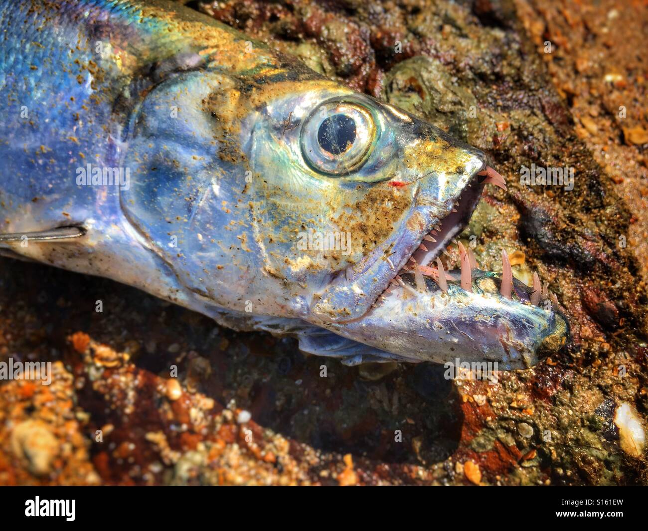 Close up of a Wolf herring mouth. - Smartphone Captured Stock Image