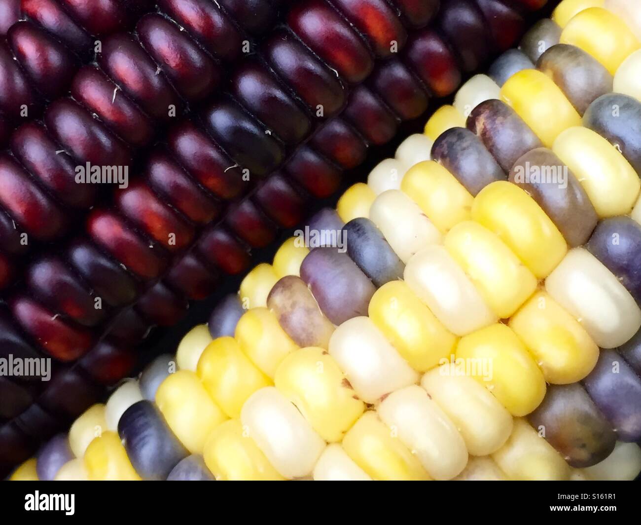 Indian corn - Smartphone Captured Stock Image