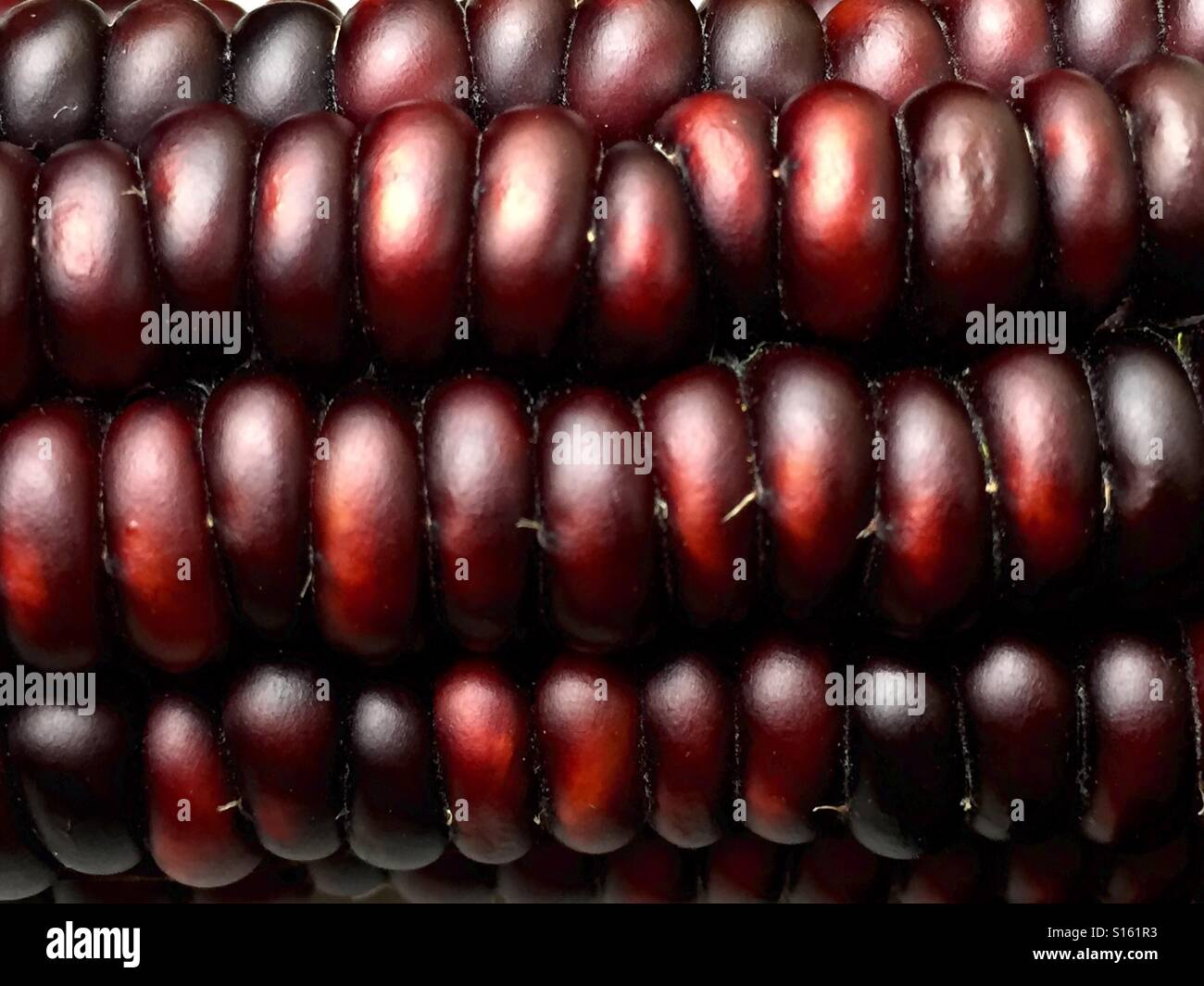 Red Indian corn - Smartphone Captured Stock Image