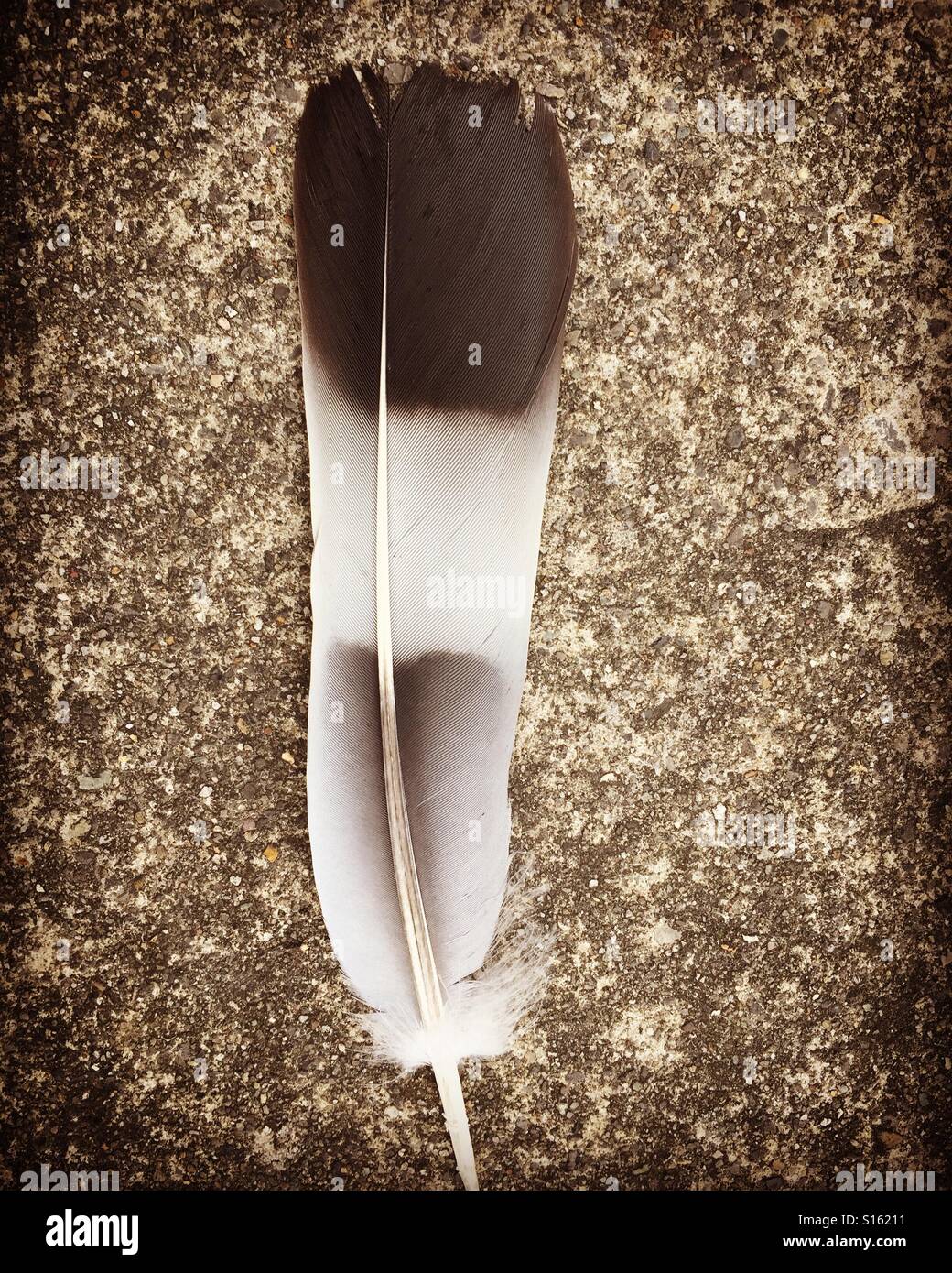 One striped feather on a concrete pavement - Smartphone Captured Stock Image