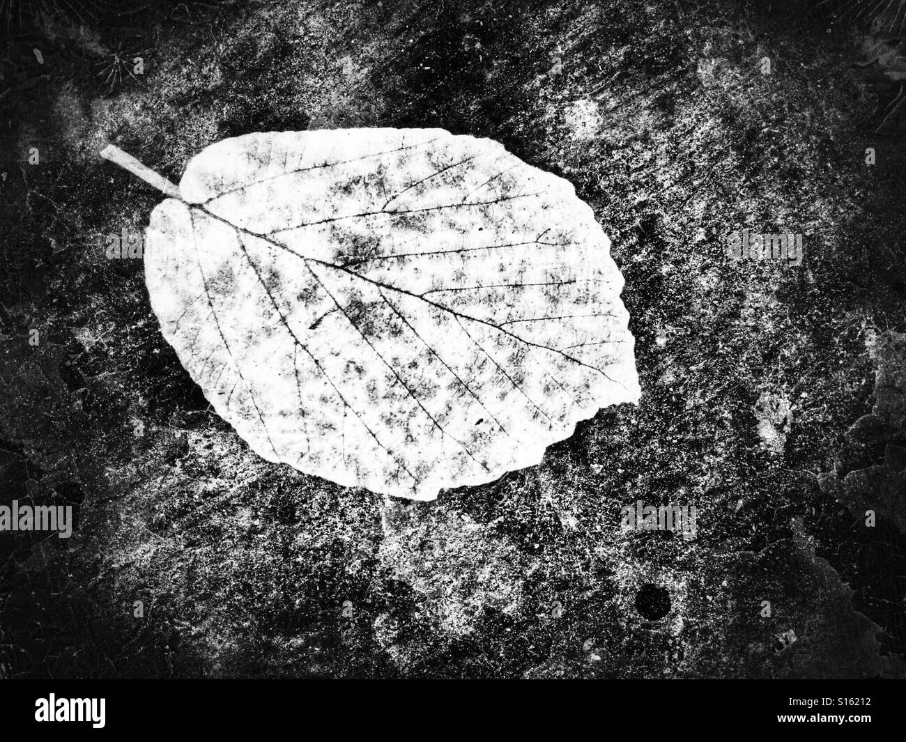 Single white leaf on dark background Stock Photo