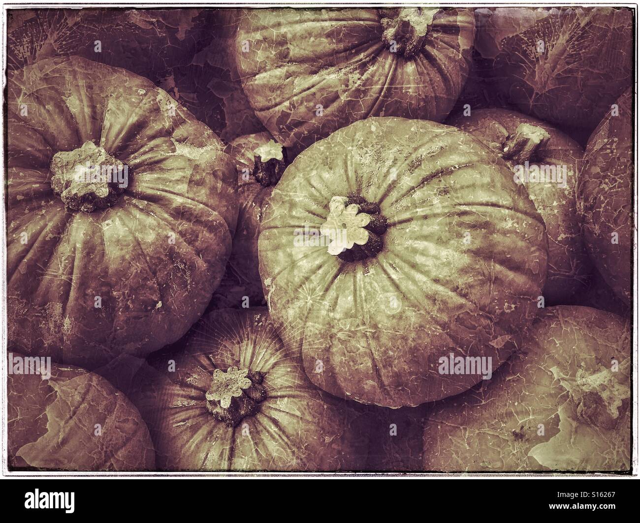 An antique effect picture of a pile of Pumpkins. It is autumn time & the Pumpkin is a symbol of Hallowe'en. Photo Credit - © COLIN HOSKINS. - Smartphone Captured Stock Image