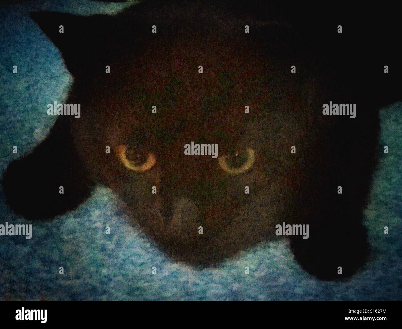 Black cat in the dark mousing. Bright eyes on his prey! - Smartphone Captured Stock Image