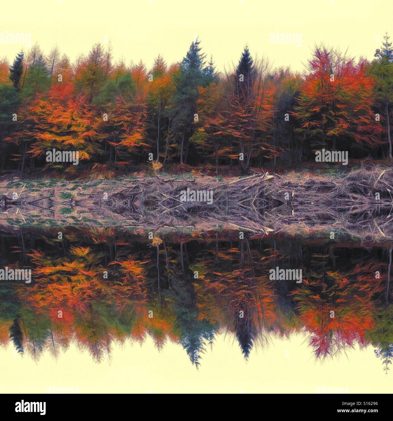 Autumn reflection - Smartphone Captured Stock Image