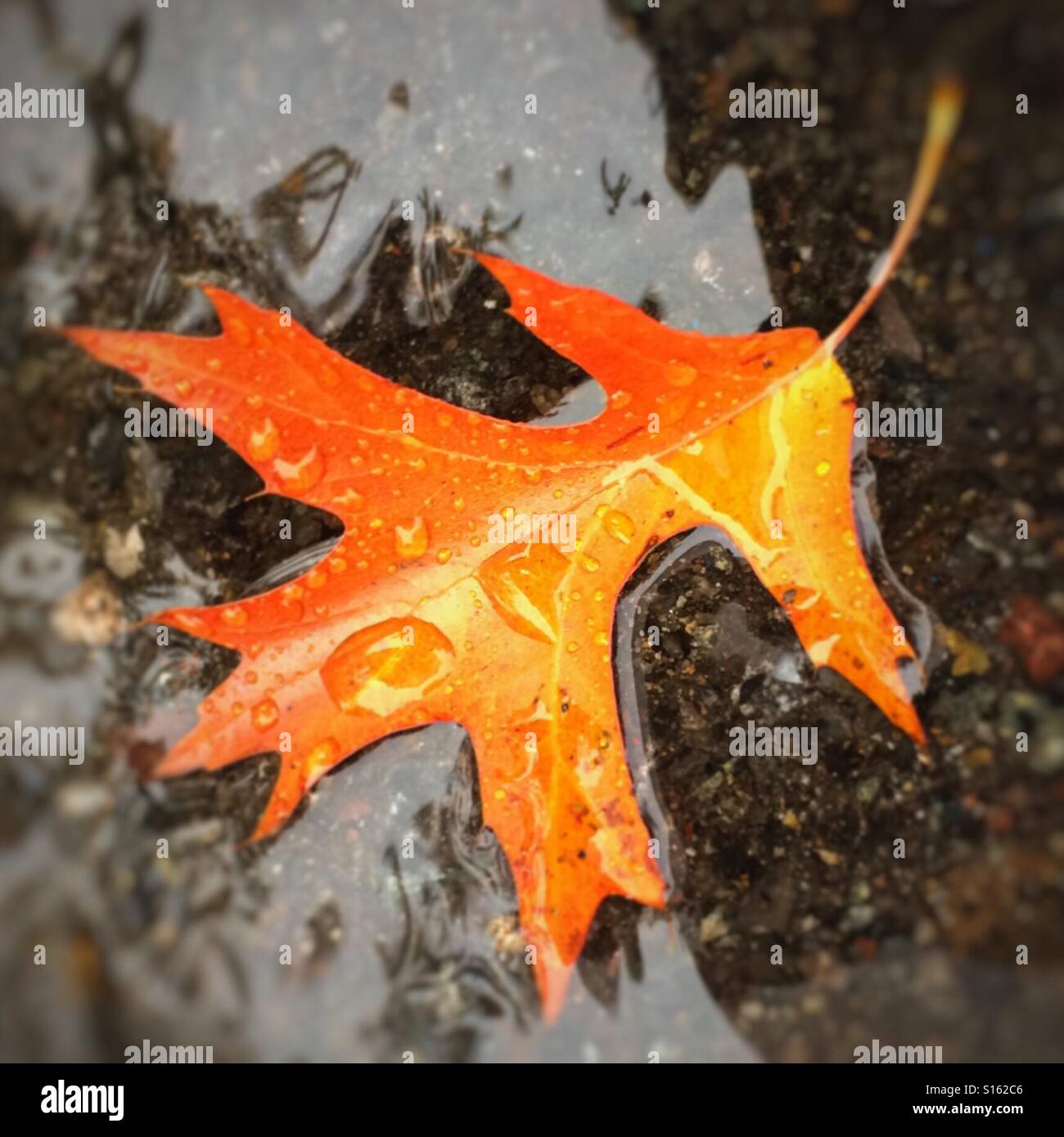 Orange rain hires stock photography and images Alamy