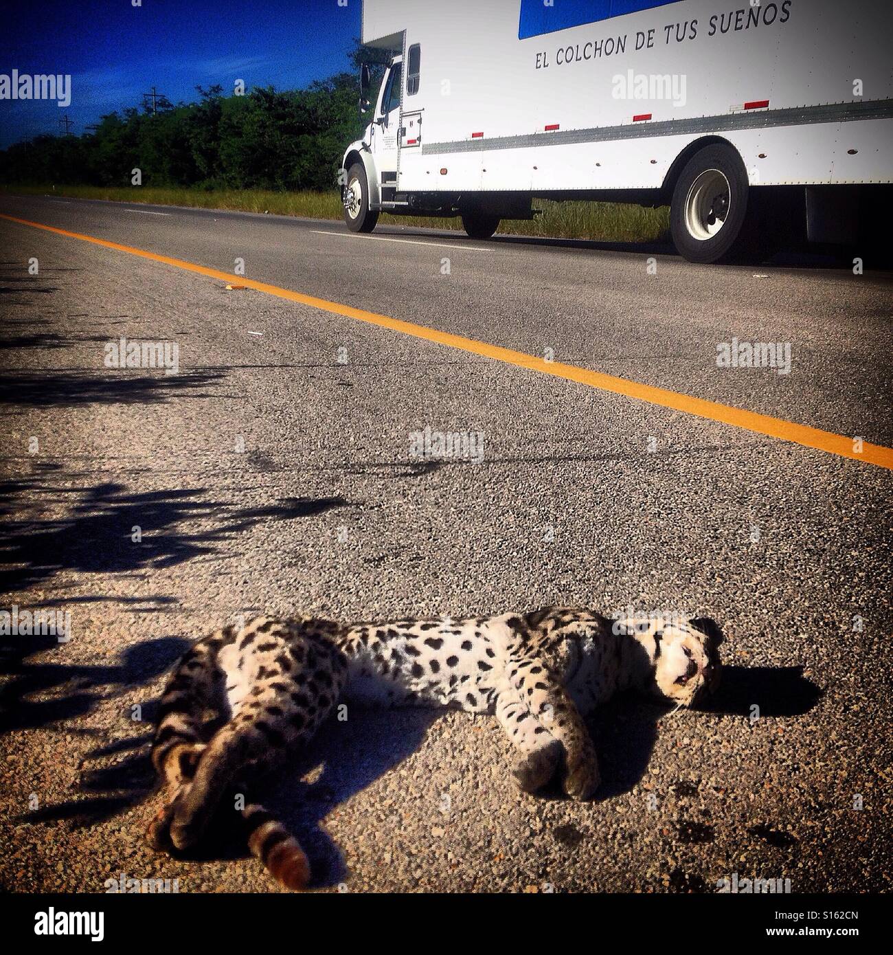 An ocelote, small tiger killed in a highway in Merida, Yucatan, Mexico. Roads kill millions of animals, from insects to big animals every year and the new roads are threatening Yucatan's biodiversity. - Smartphone Captured Stock Image