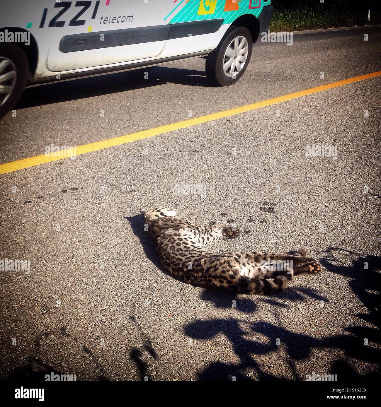 An ocelote, small tiger killed in a highway in Merida, Yucatan, Mexico. Roads kill millions of animals, from insects to big animals every year and the new roads are threatening Yucatan's biodiversity. Stock Photo
