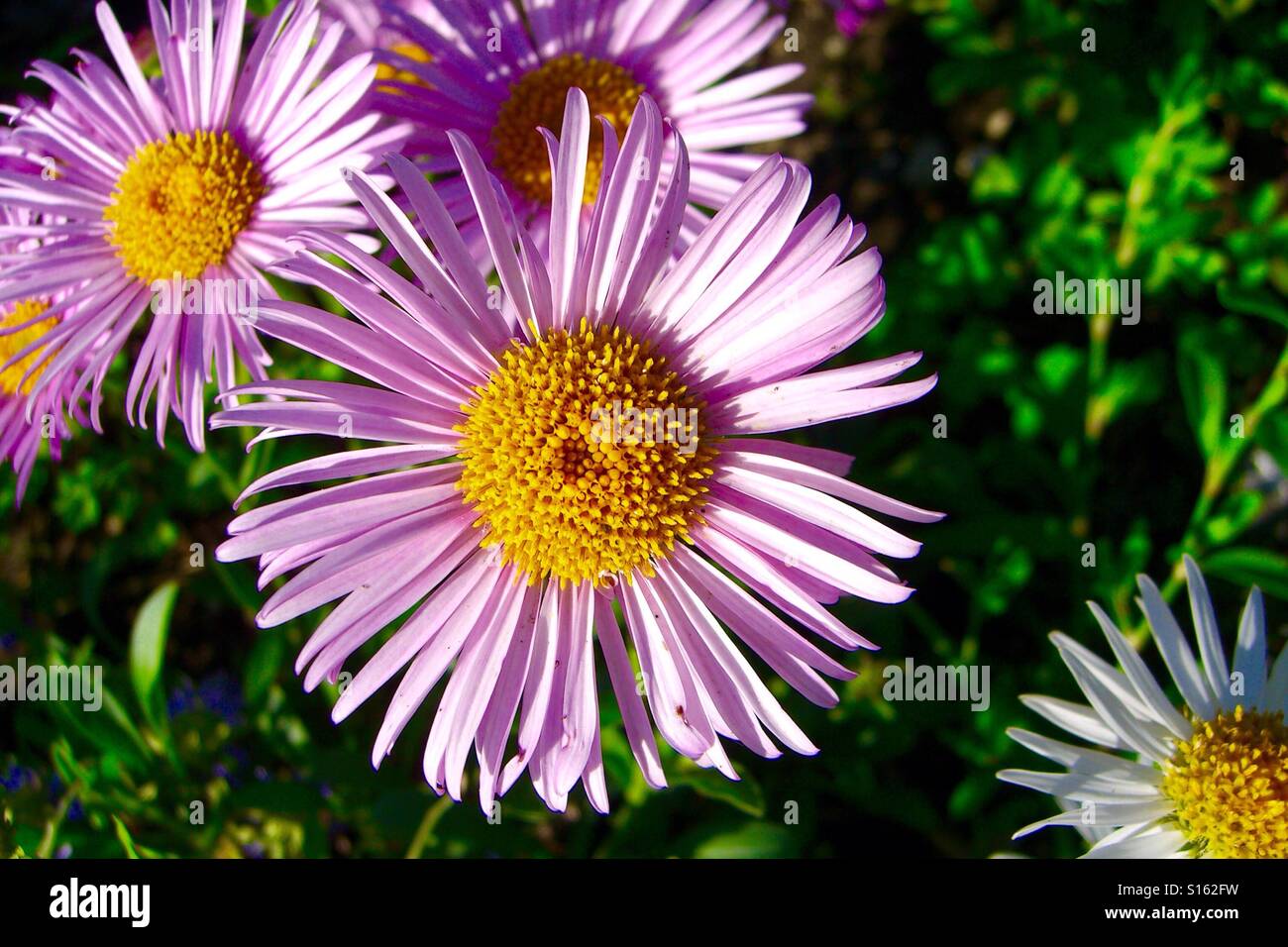 Big Pink Flowers High Resolution Stock Photography and Images - Alamy