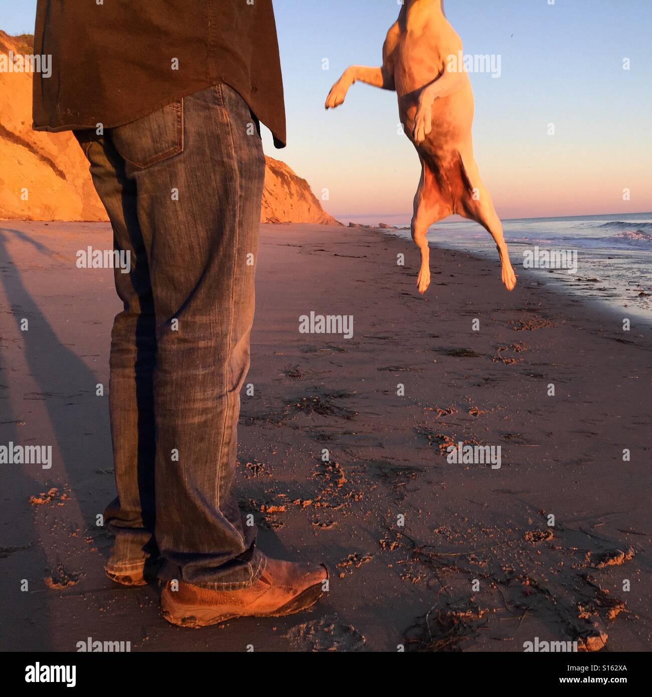 Jack Russell Terrier jumping on beach with owner Stock Photo