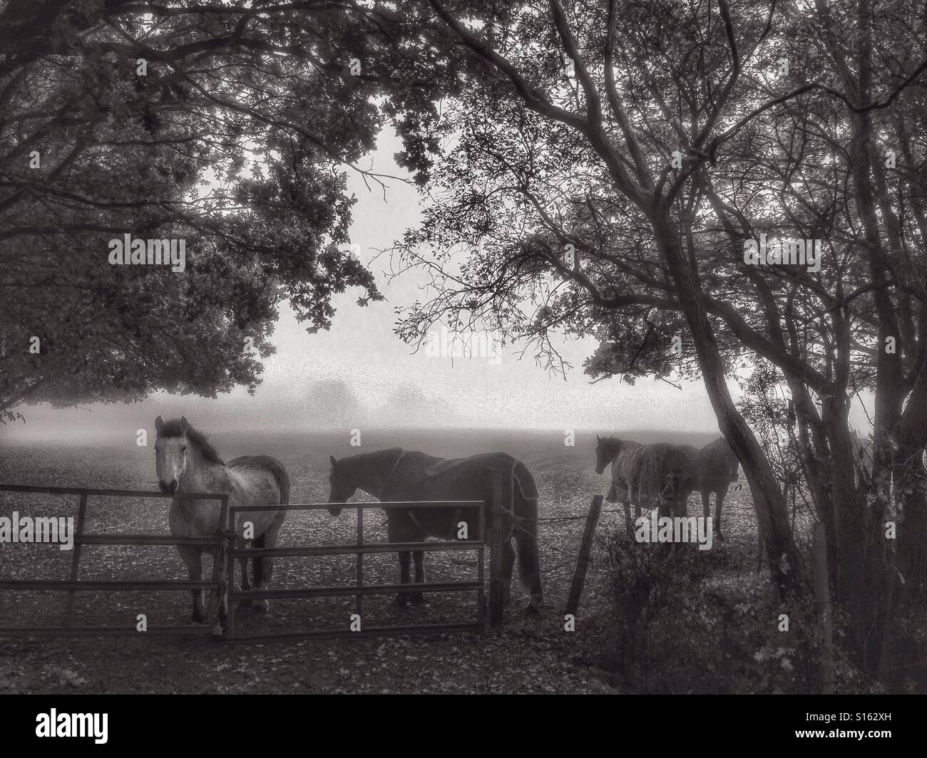 Horses in the landscape Stock Photo - Alamy
