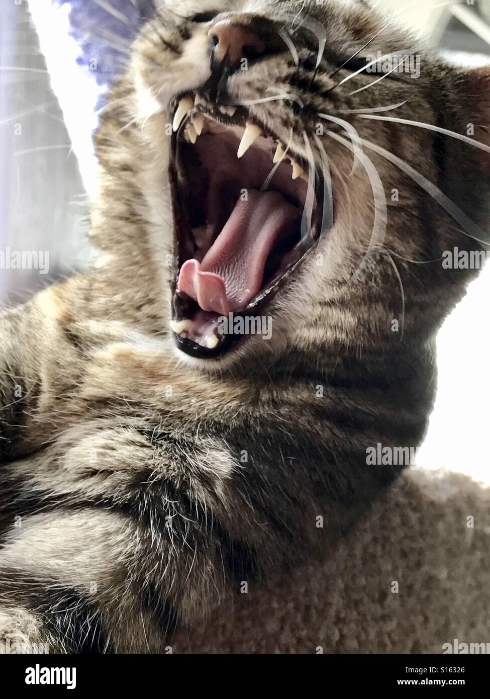 Mouth open domestic cat hires stock photography and images Alamy