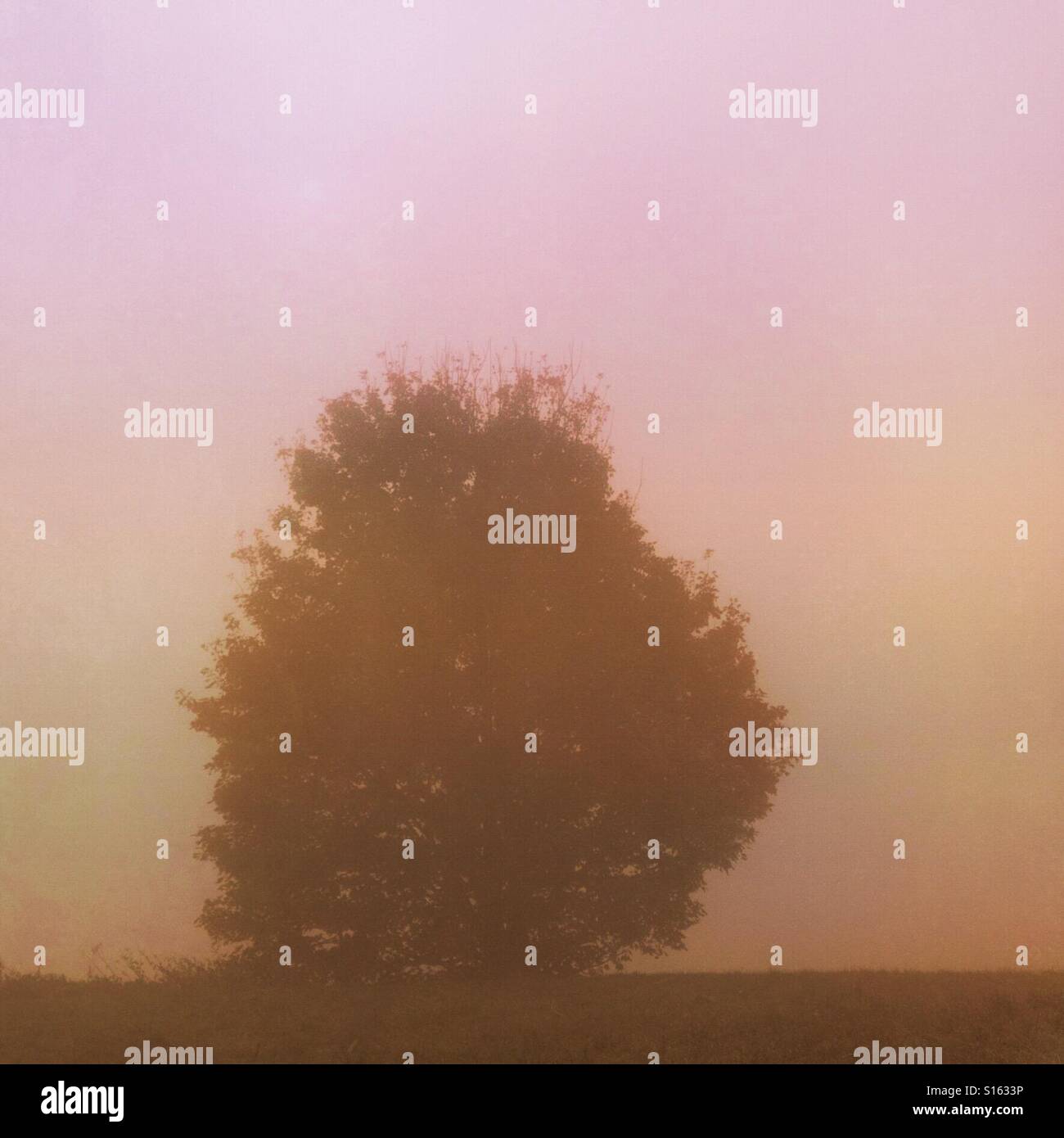 Single tree in fog in England Stock Photo