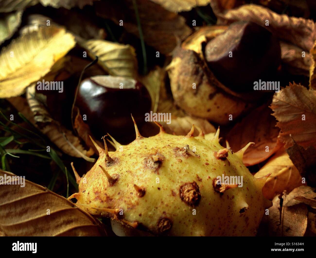 Fallen conkers - Smartphone Captured Stock Image