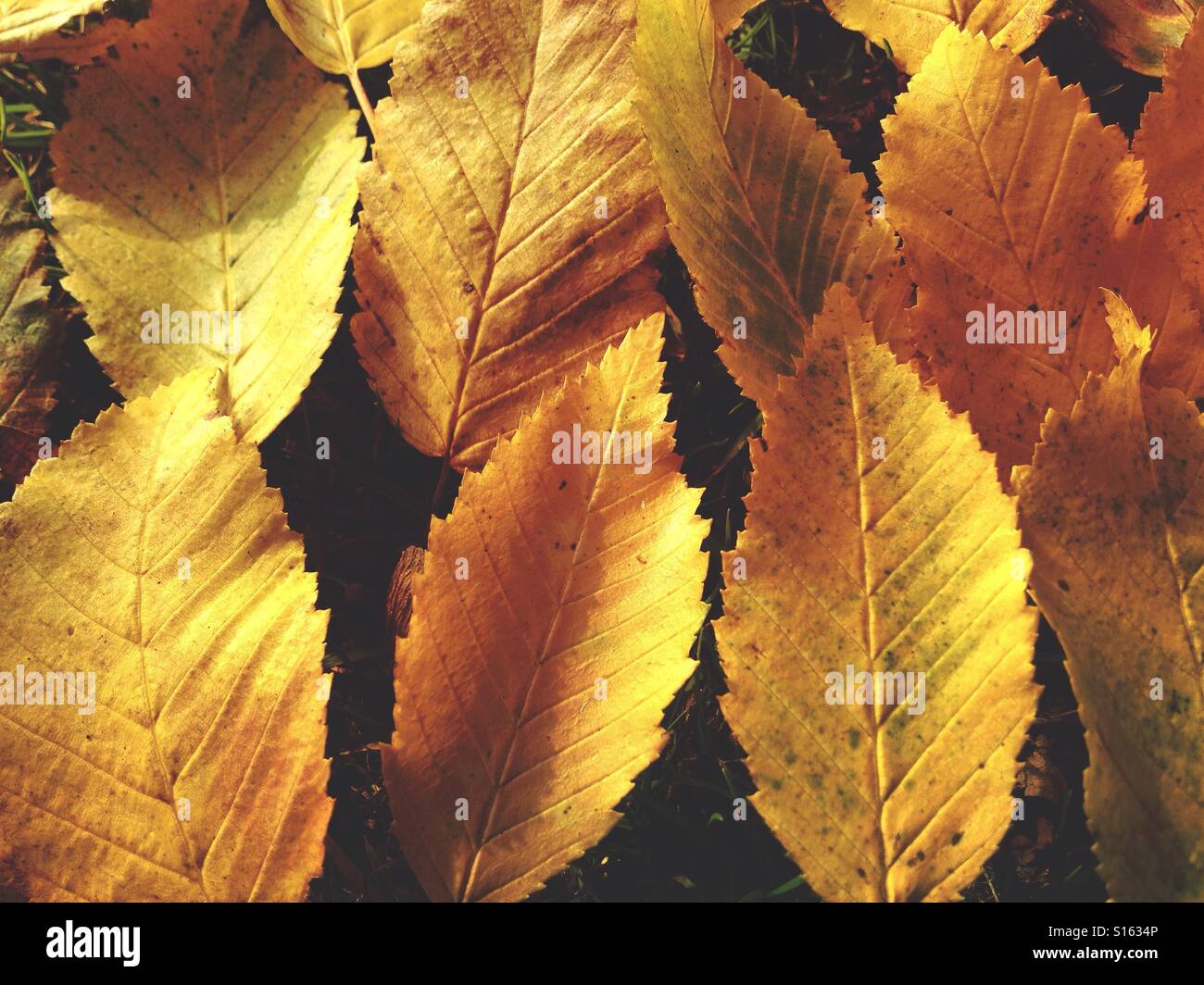 Autumn leaves - Smartphone Captured Stock Image