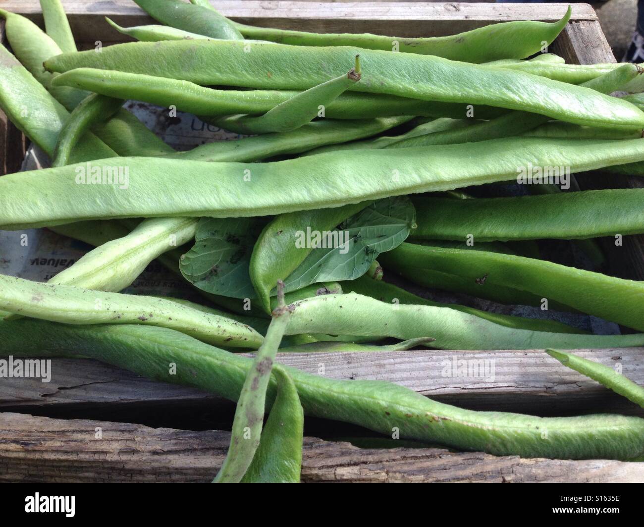 Five green beans hi-res stock photography and images - Alamy