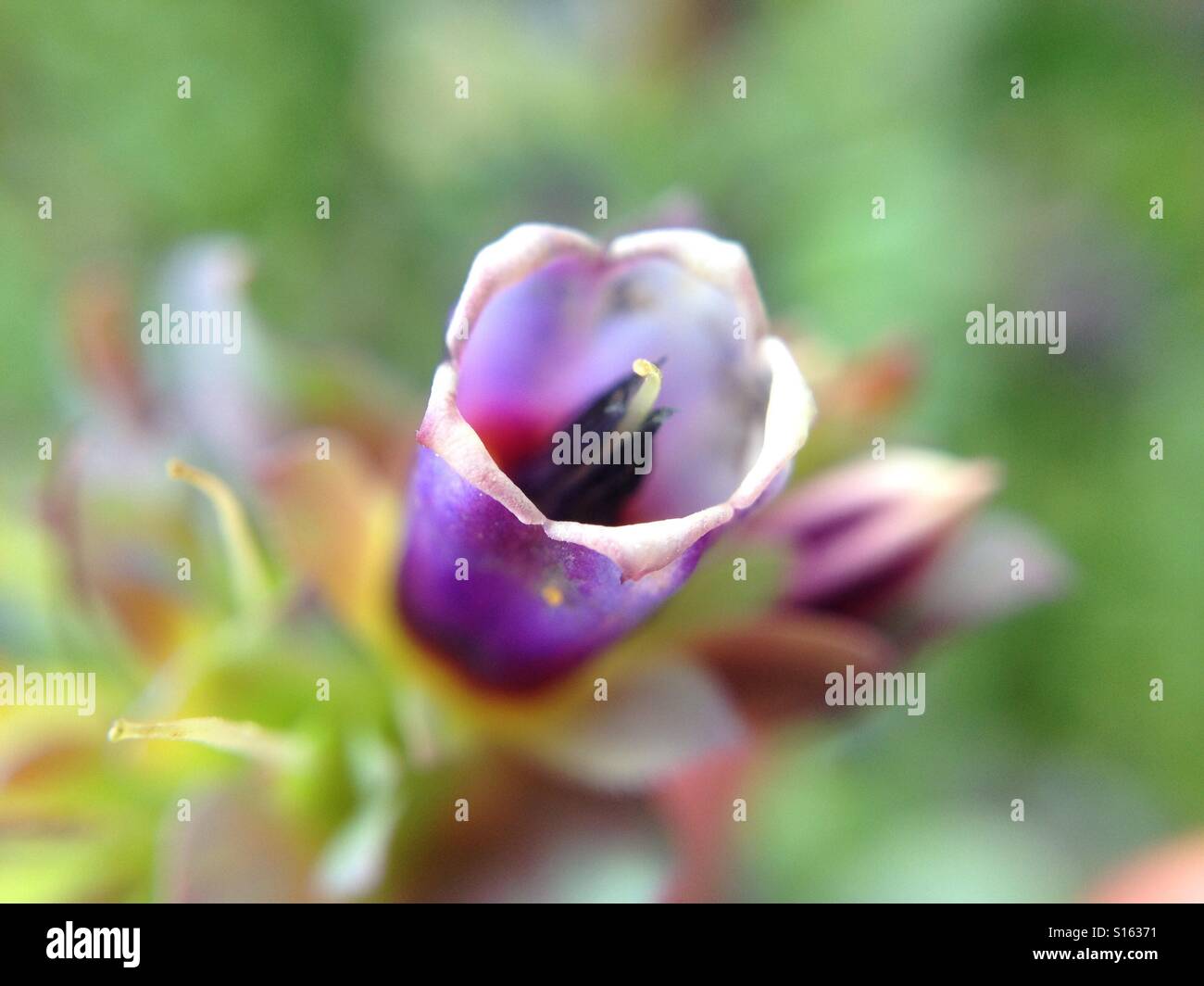 Small flower - Smartphone Captured Stock Image