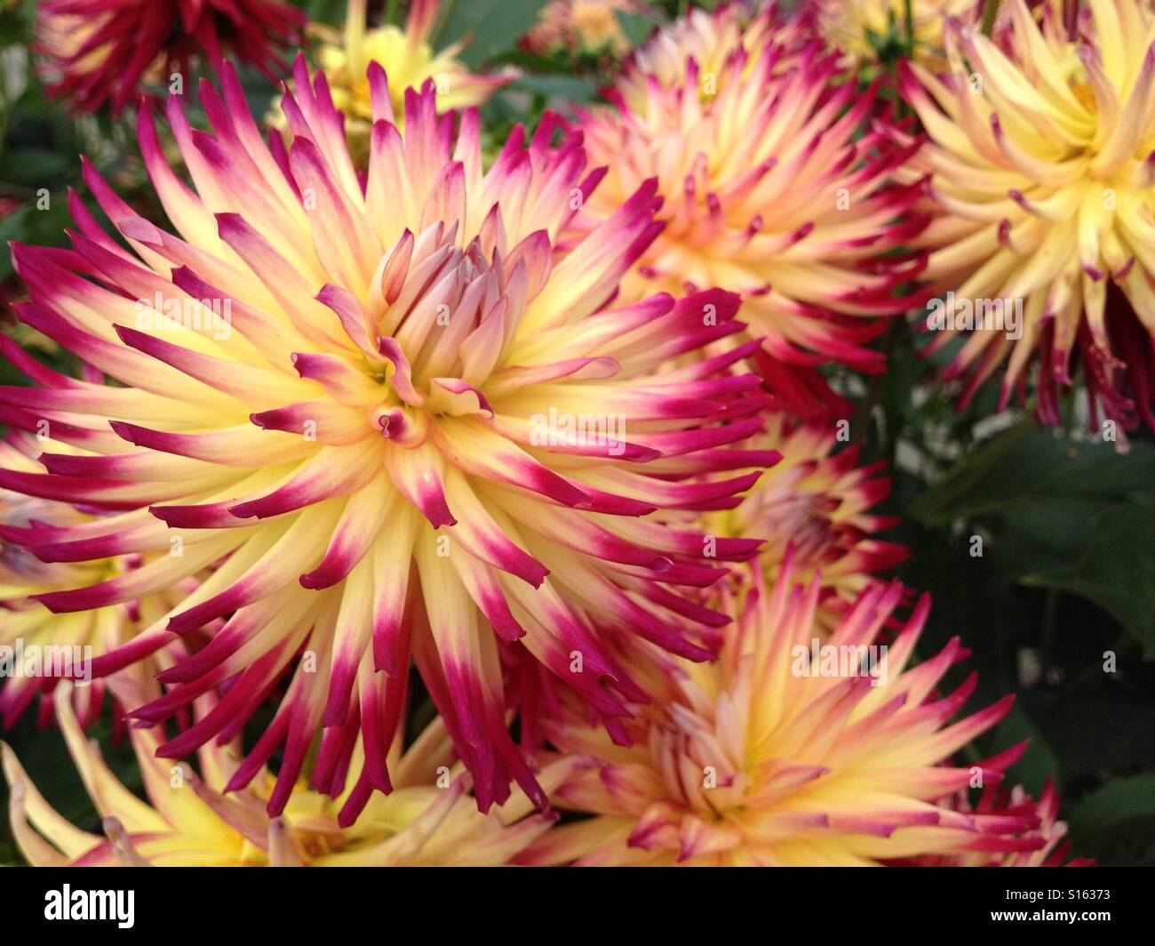 Dahlia flower - Smartphone Captured Stock Image